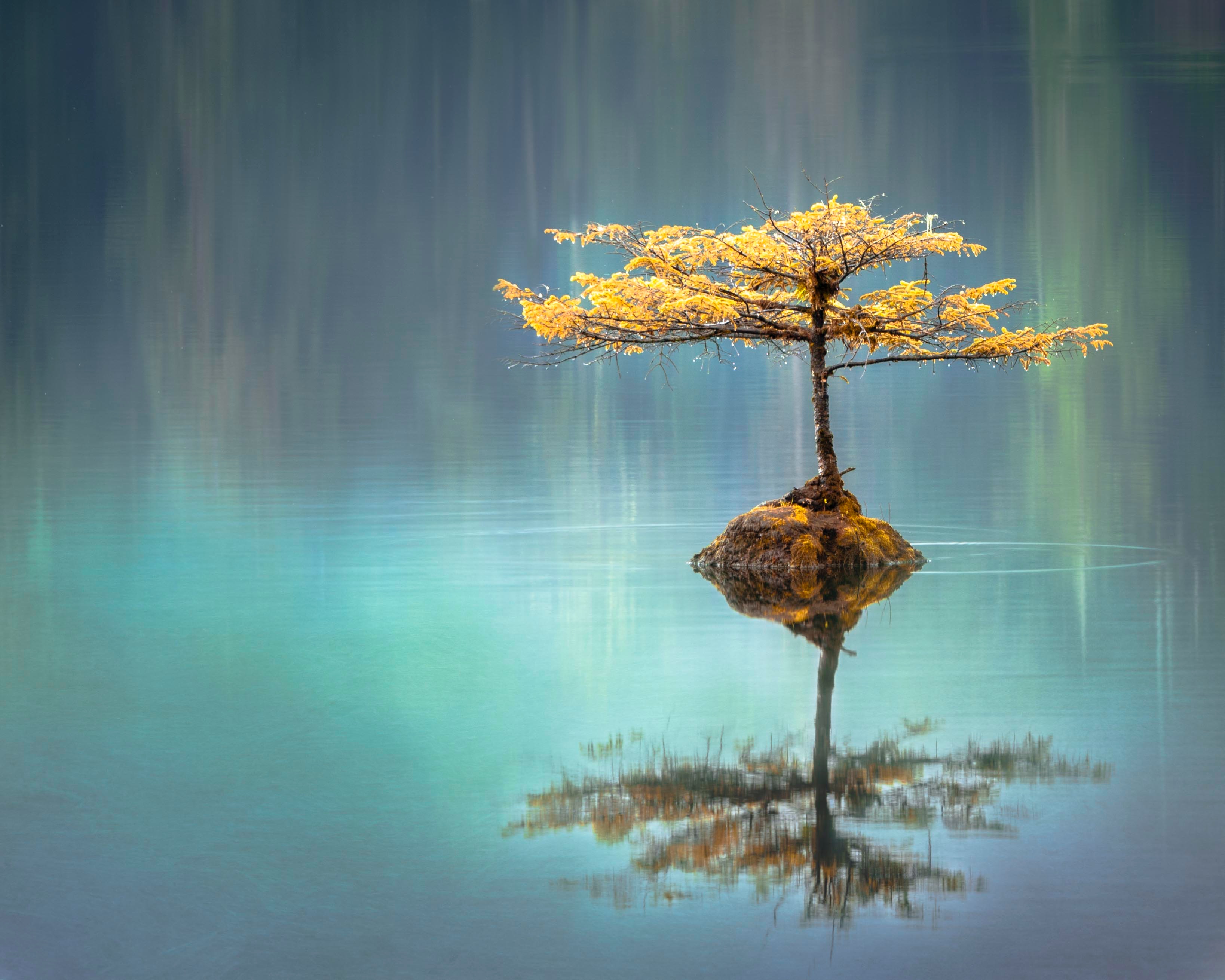 Tree Reflection In Lake Wallpapers