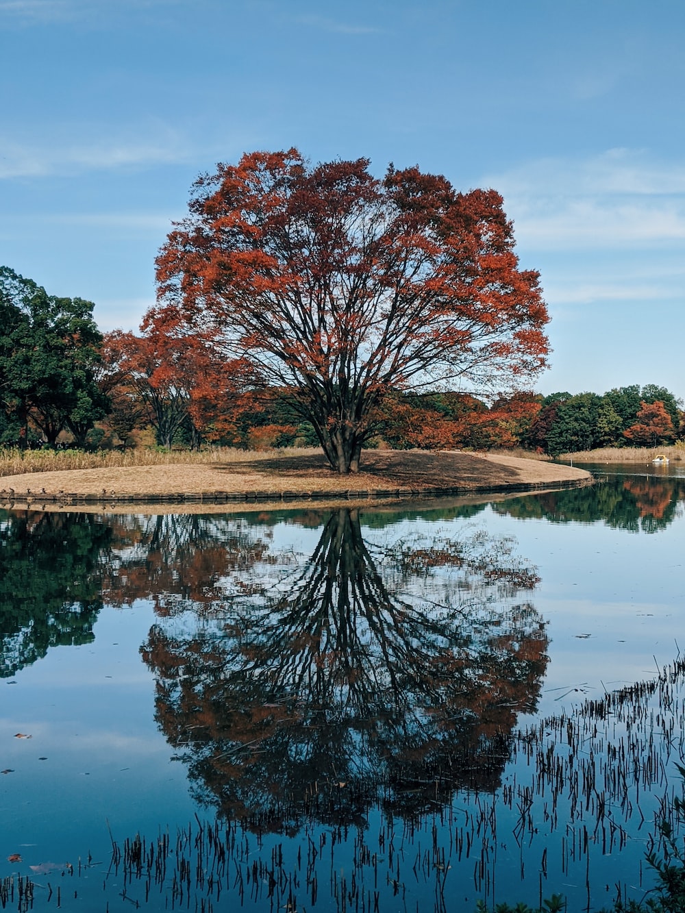 Tree Reflection In Lake Wallpapers