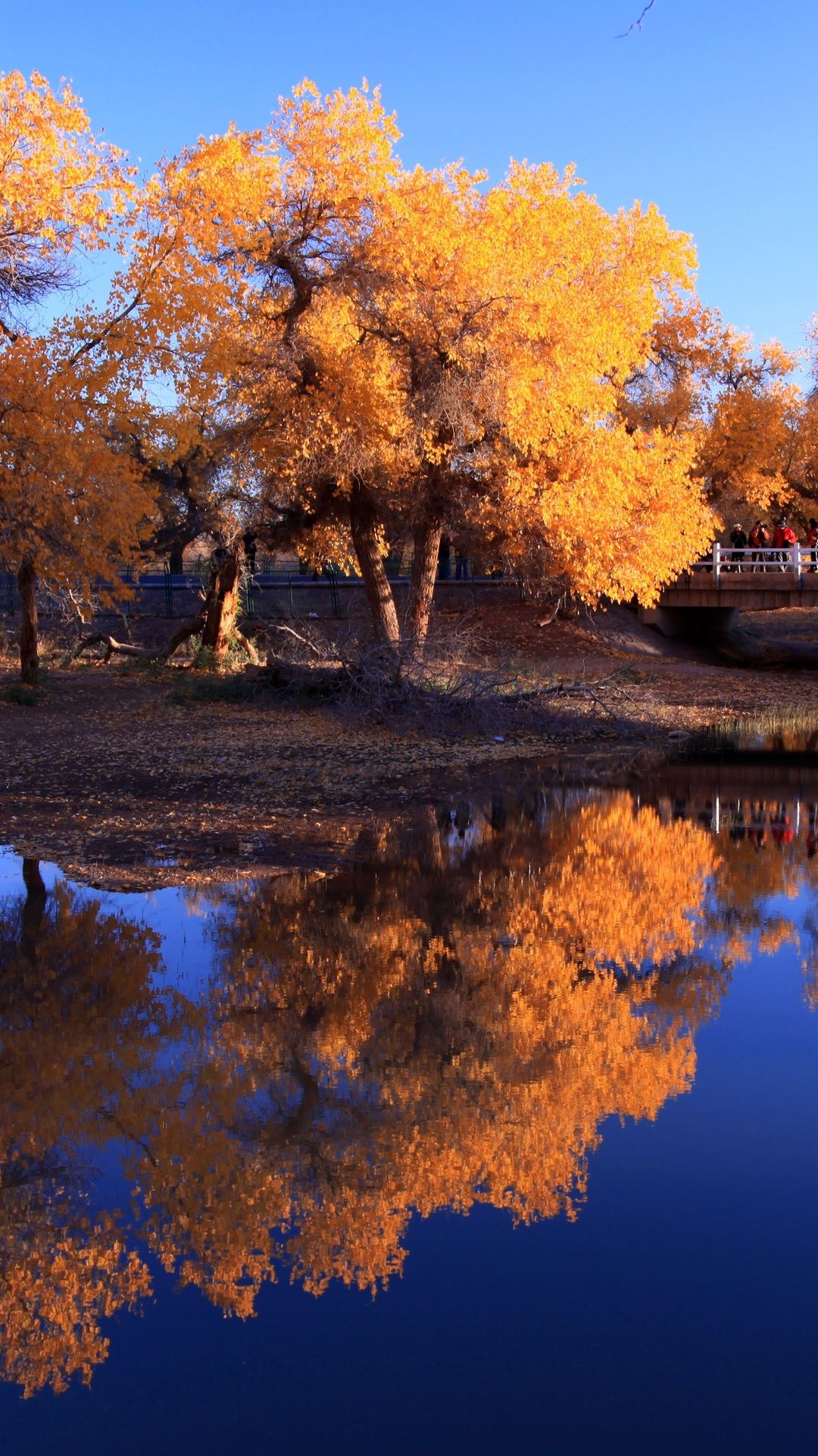 Tree Reflection In Lake Wallpapers