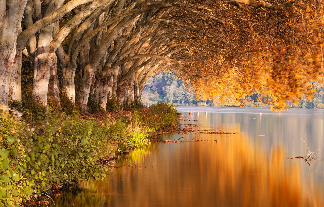 Tree Reflection In Lake Wallpapers