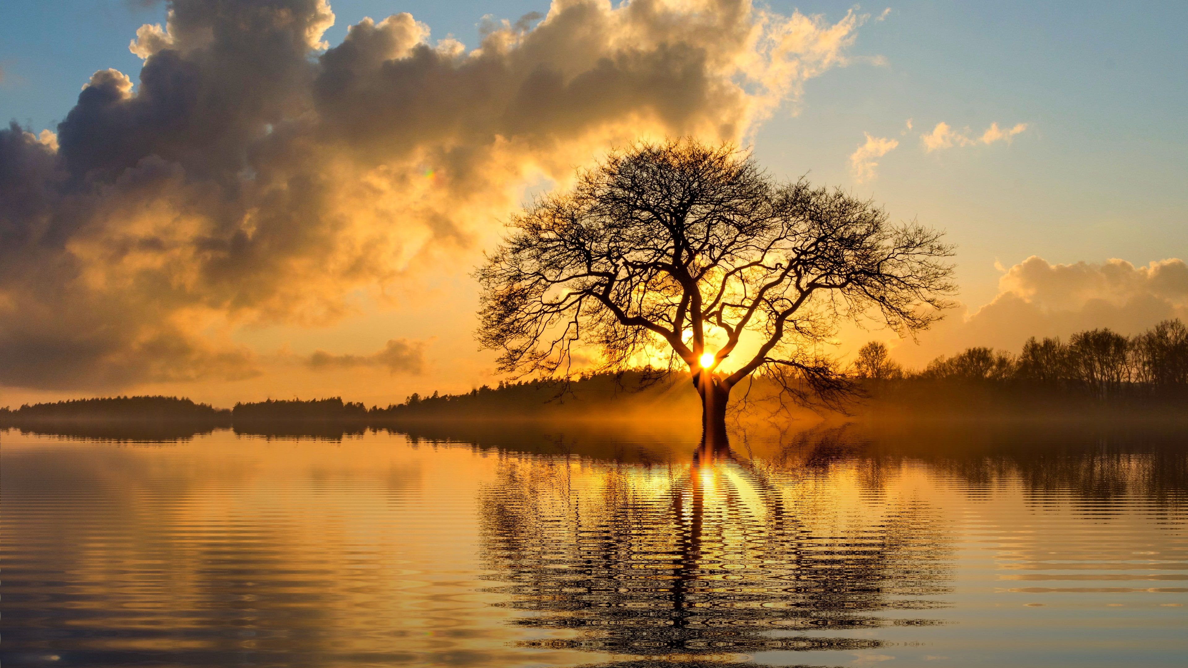 Tree Reflection In Lake Wallpapers