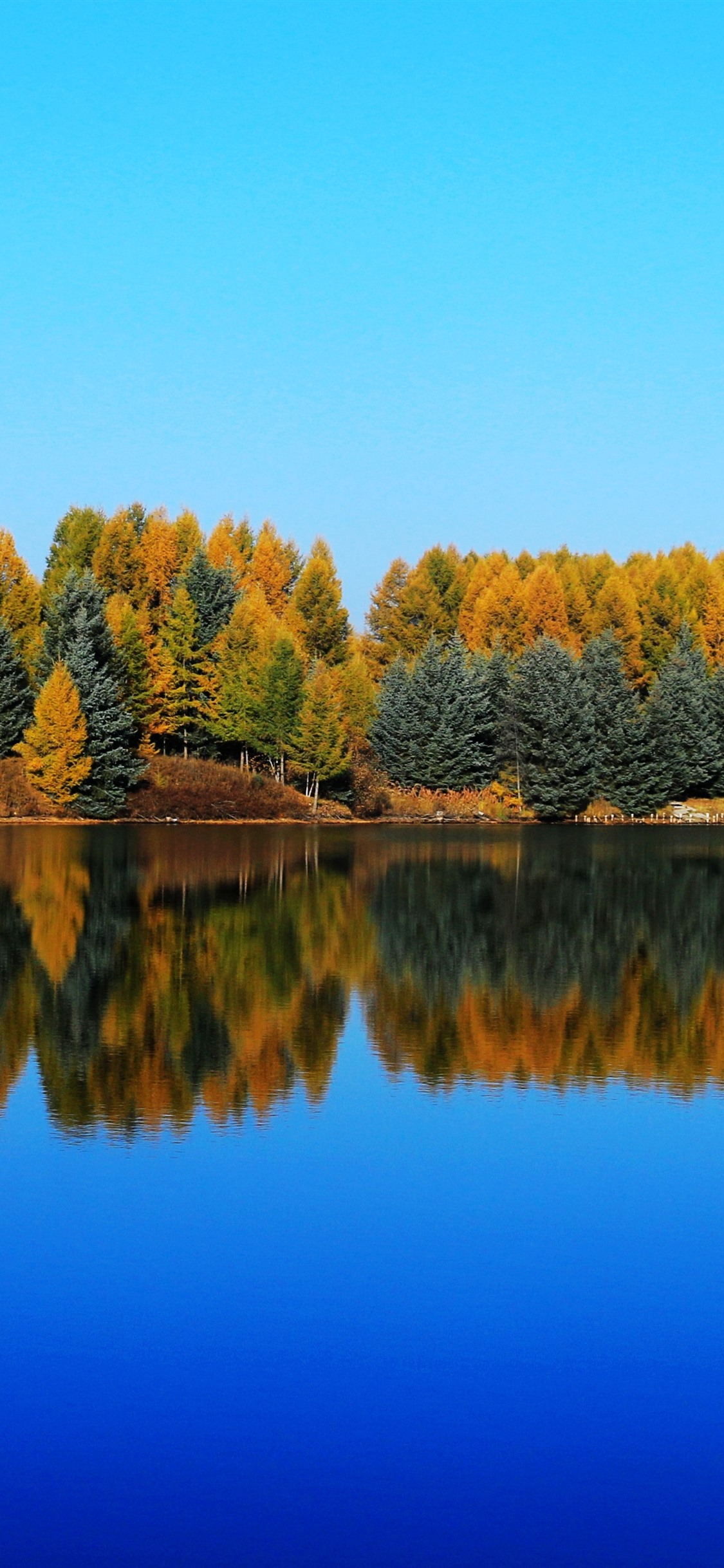 Tree Reflection In Lake Wallpapers