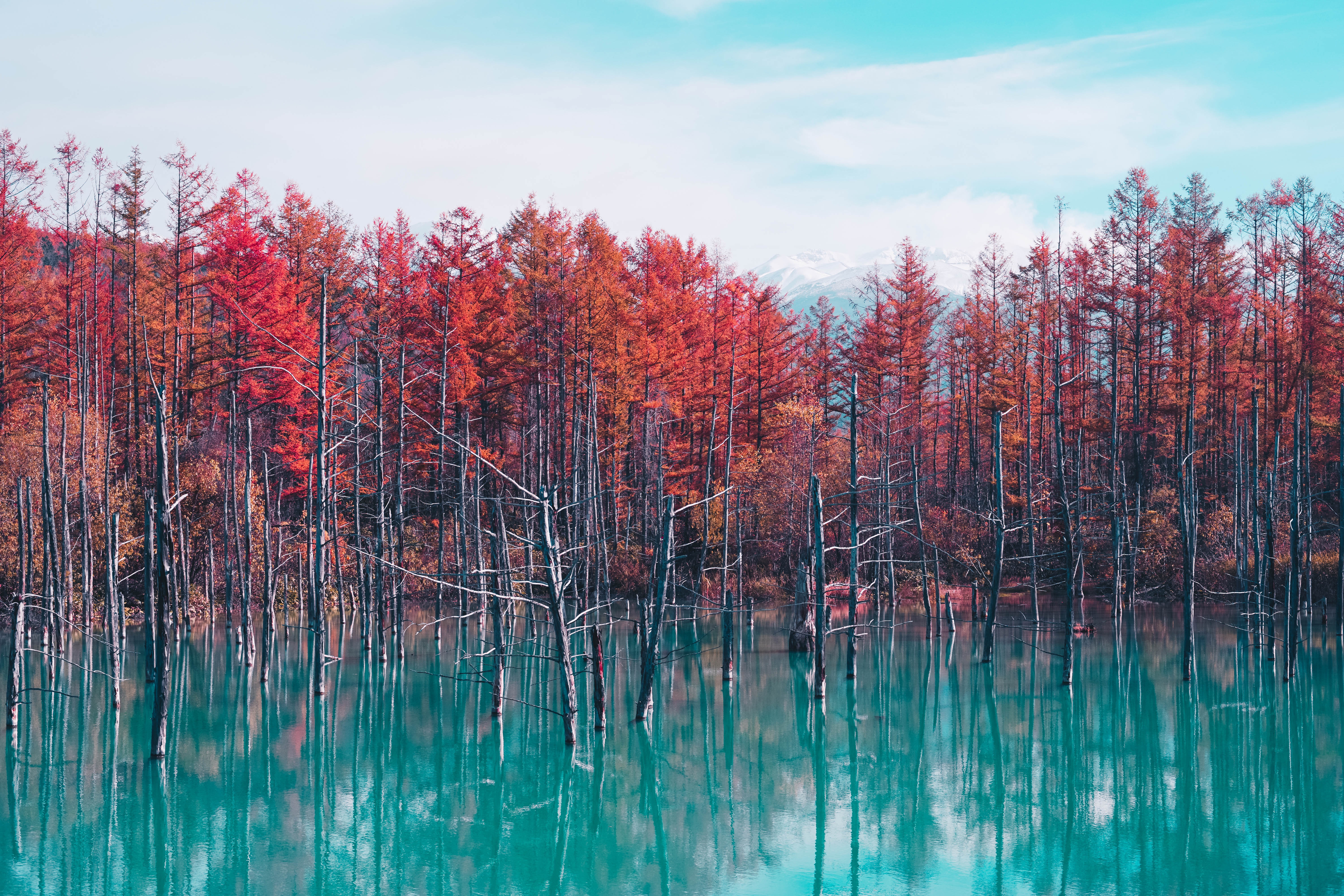 Tree Reflection In Lake Wallpapers