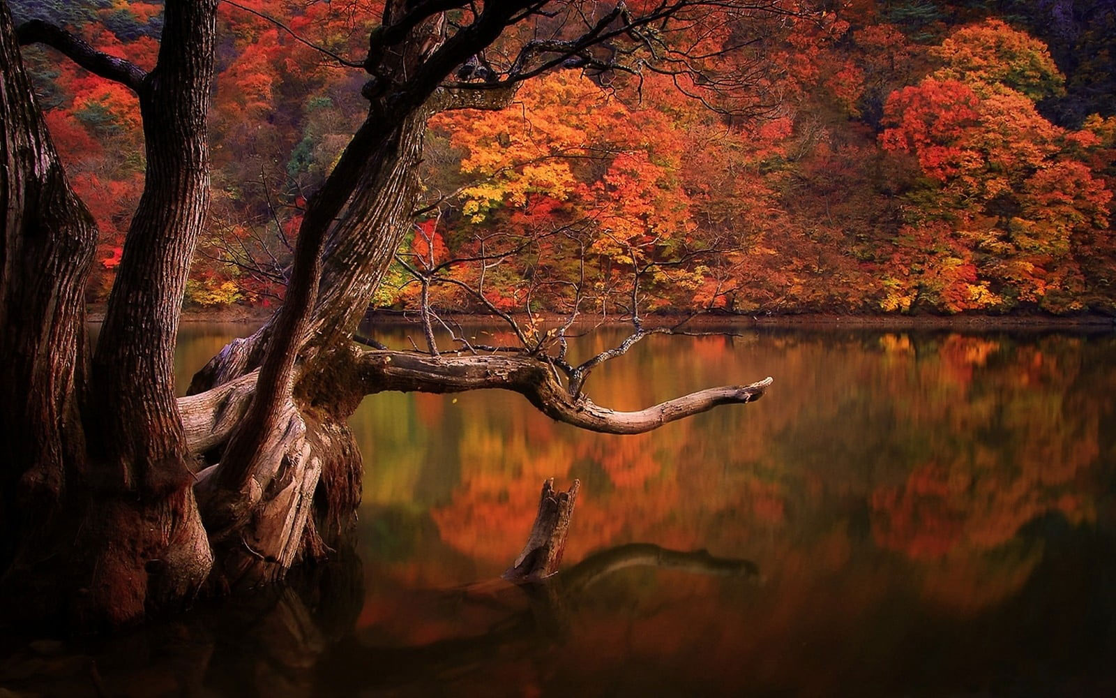 Tree Reflection In Lake Wallpapers