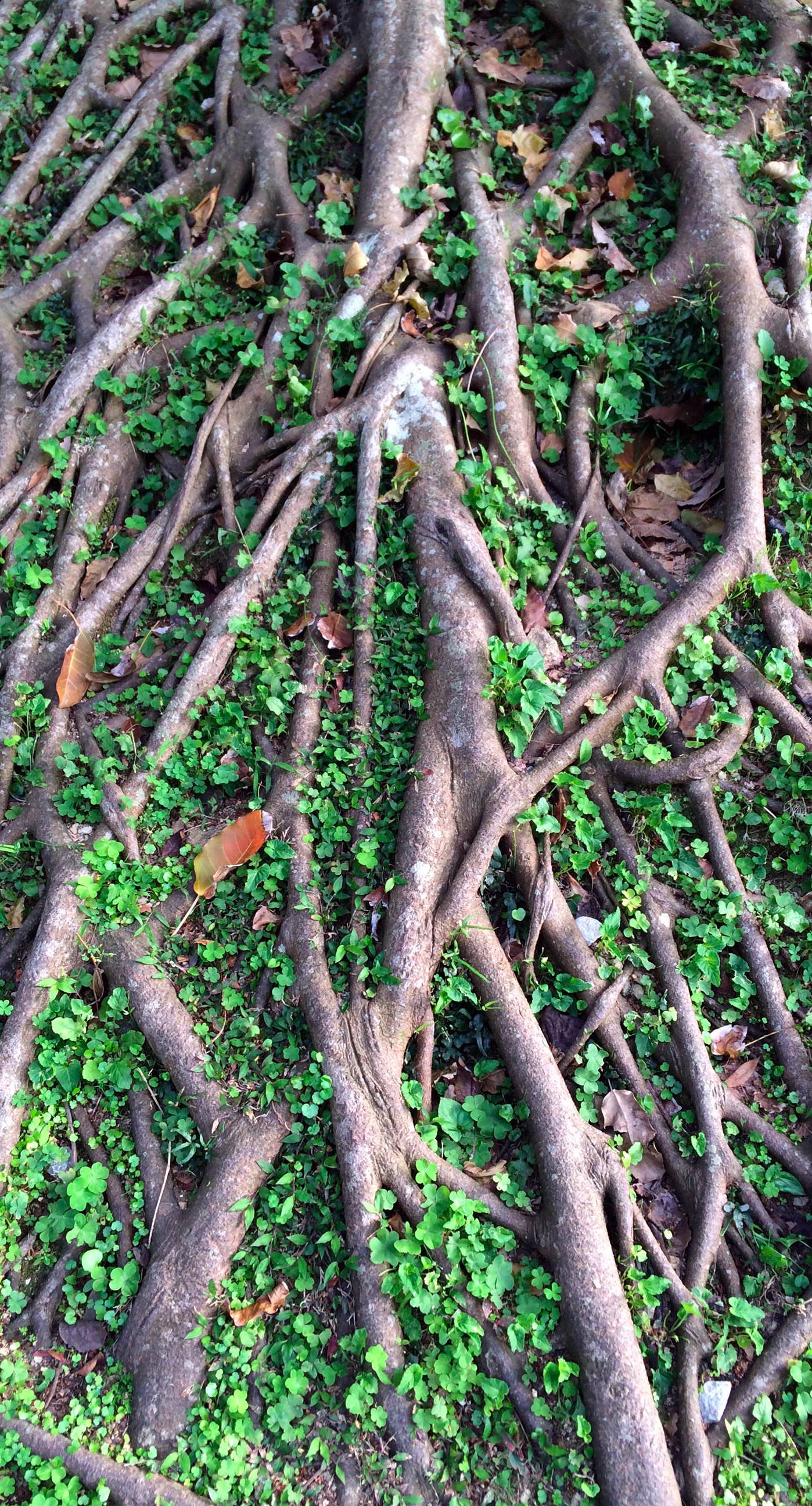 Tree Root Wallpapers