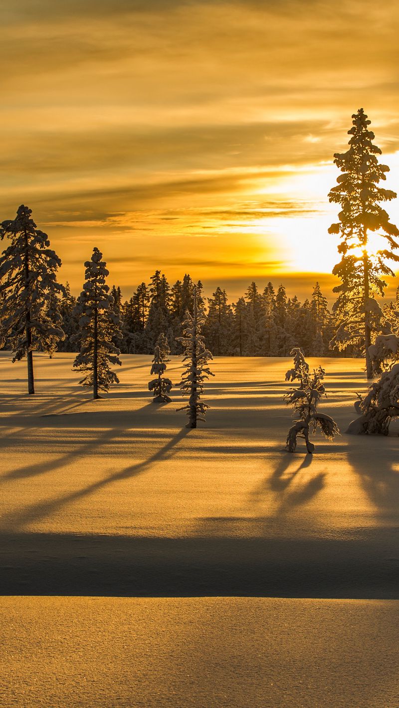 Tree Silhouette In Winter Sunset Wallpapers