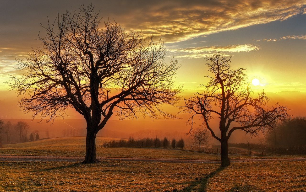 Tree Silhouette In Winter Sunset Wallpapers