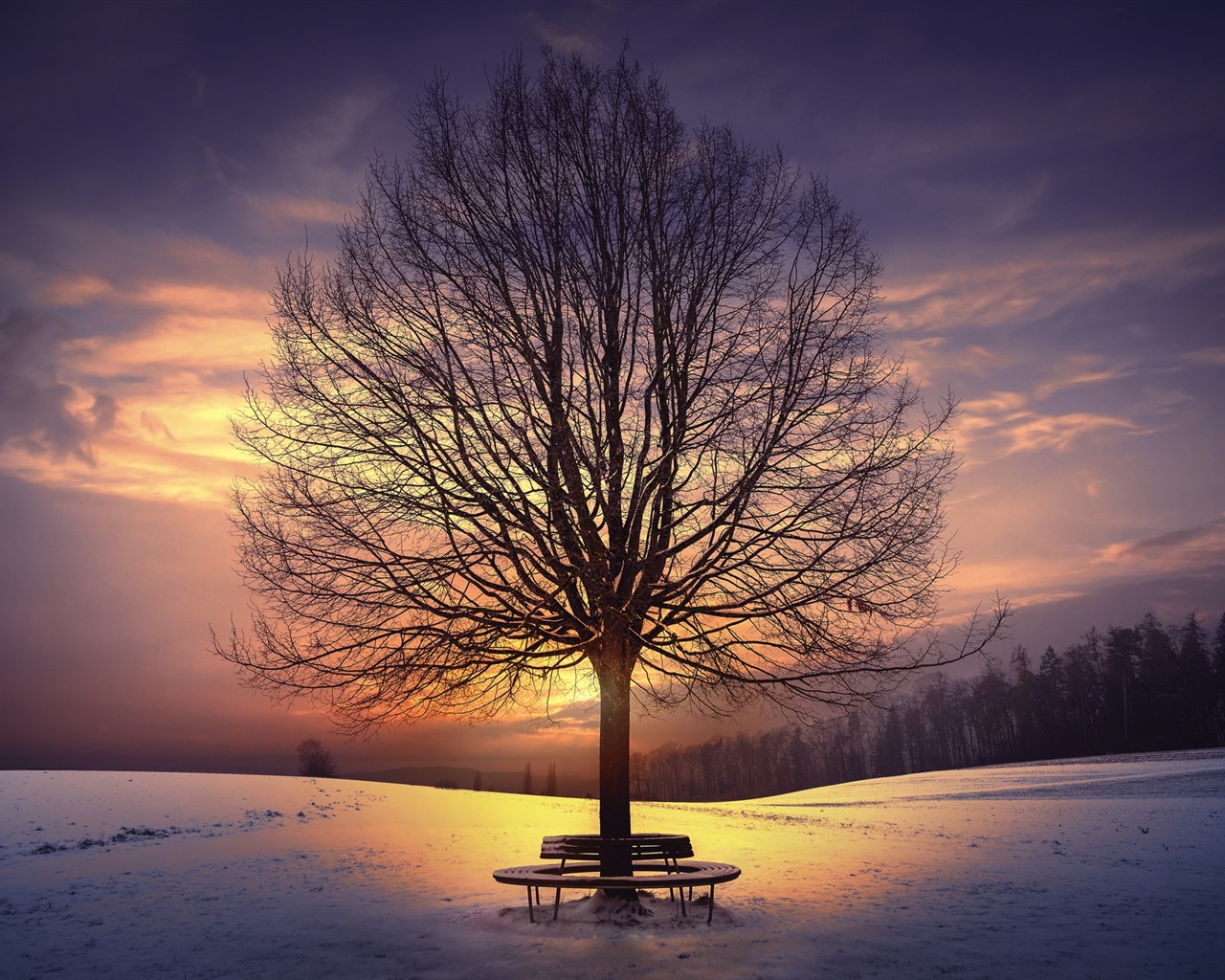 Tree Silhouette In Winter Sunset Wallpapers