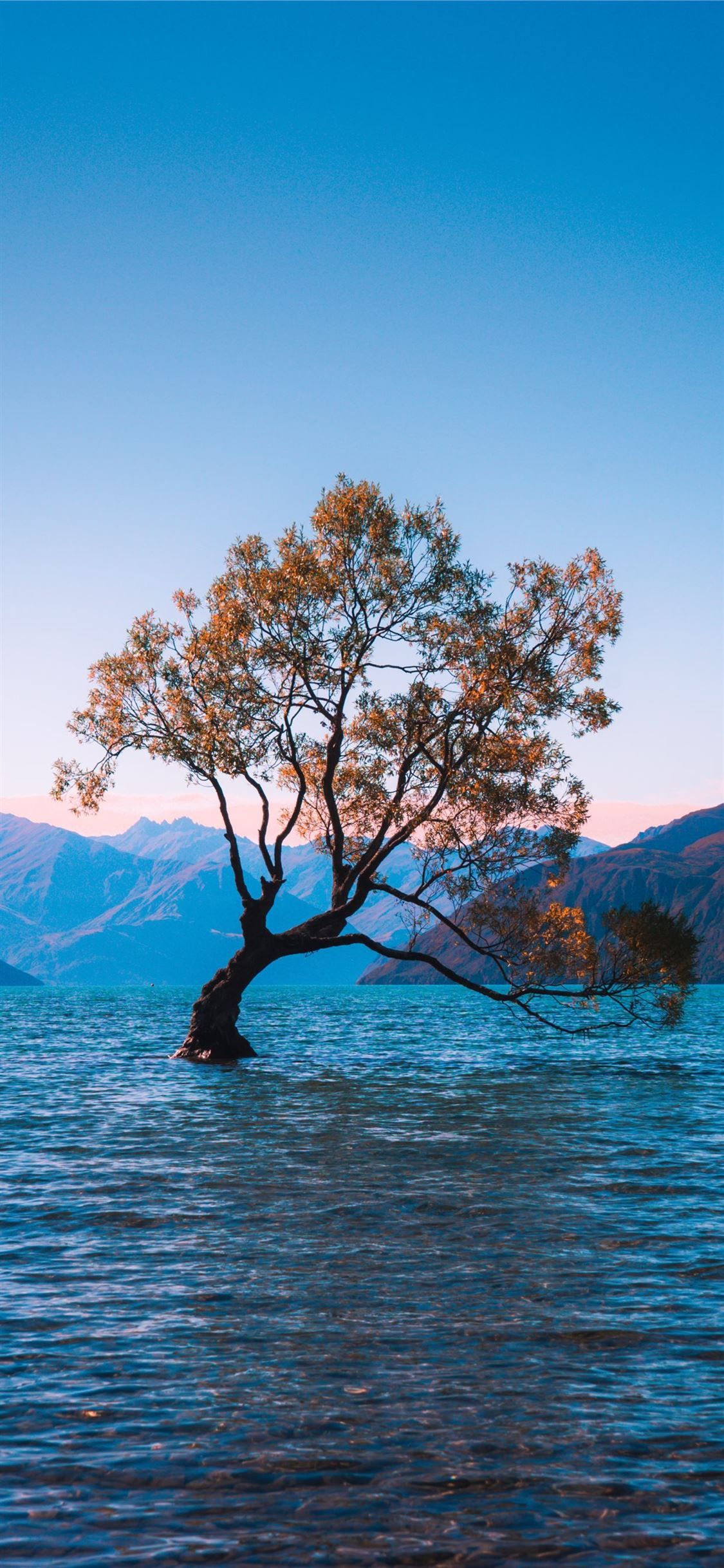 Tree Without Leaves Near Lake Wallpapers