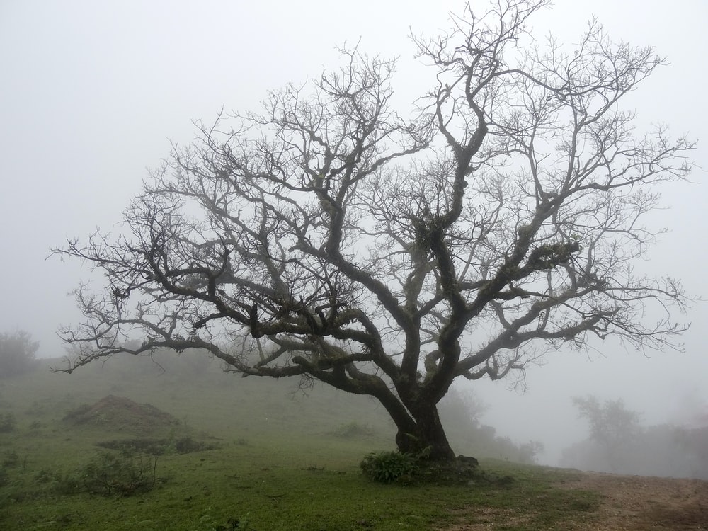 Tree Without Leaves Near Lake Wallpapers