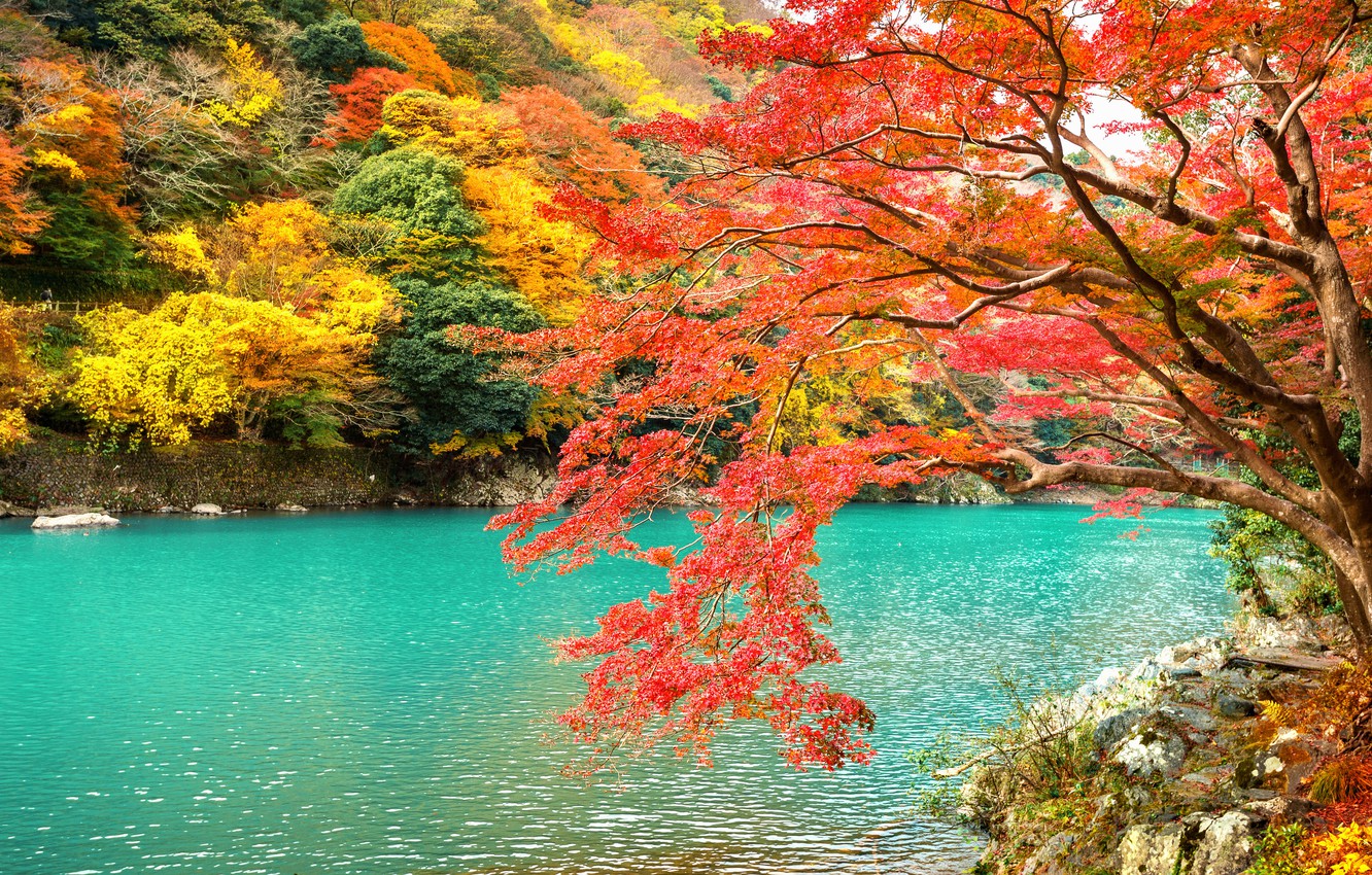 Tree Without Leaves Near Lake Wallpapers