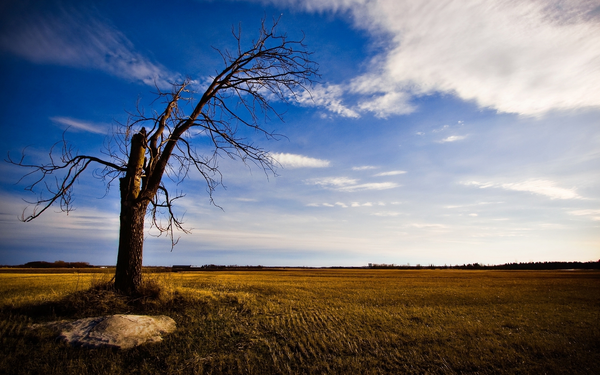 Tree Without Leaves Near Lake Wallpapers