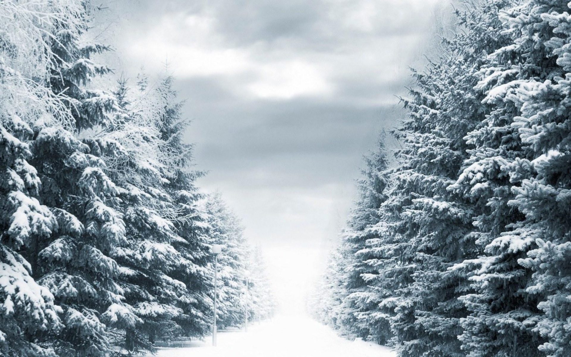 Trees Covered By Snow In Winter Wallpapers