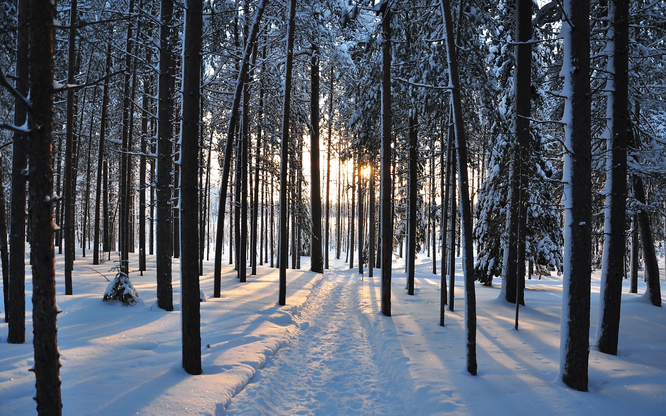 Trees Covered By Snow In Winter Wallpapers