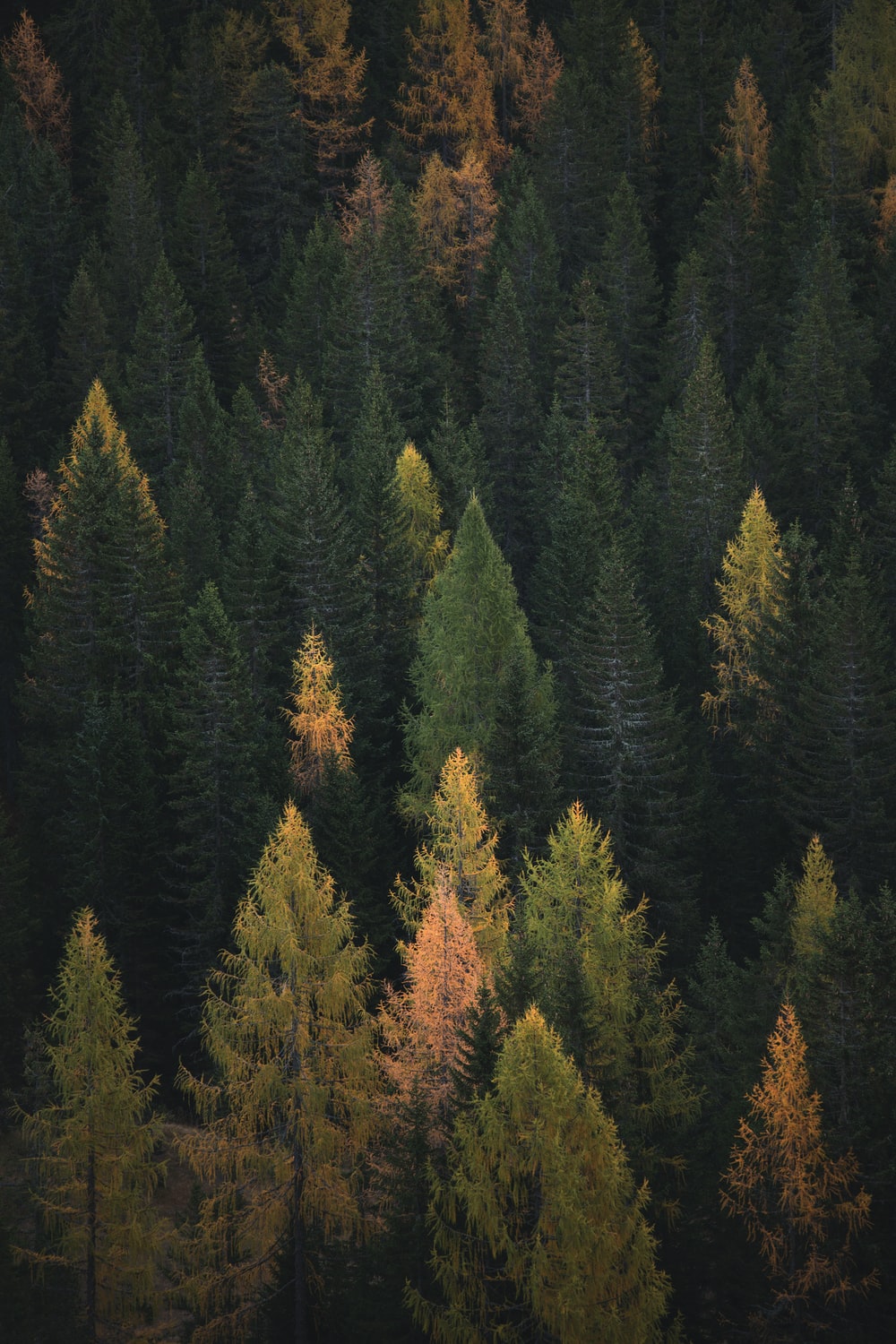 Trees Forest Wallpapers