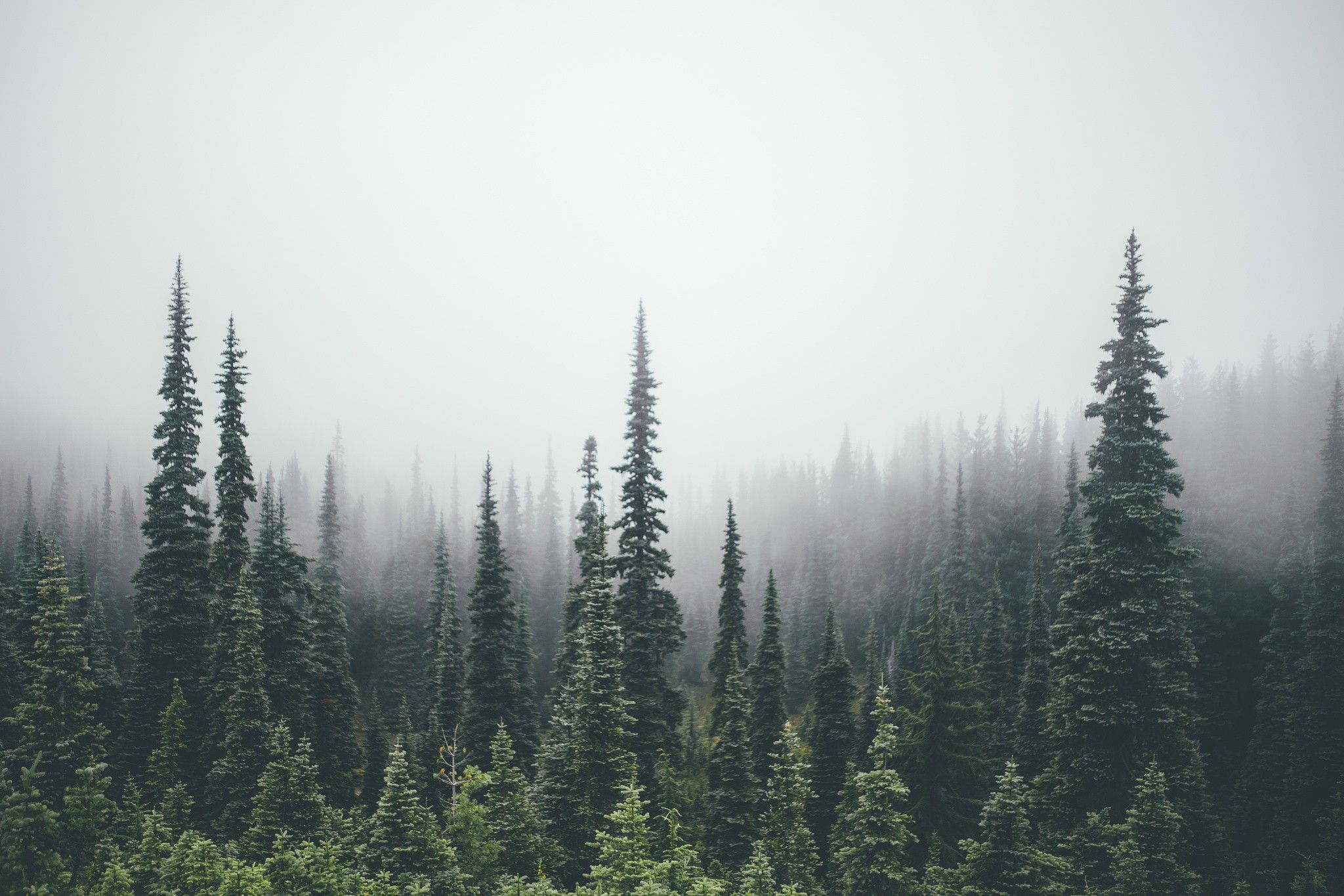 Trees Forest Wallpapers