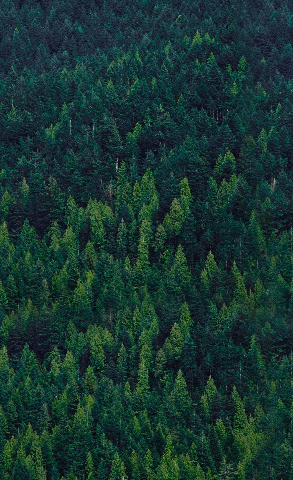 Trees Forest Wallpapers