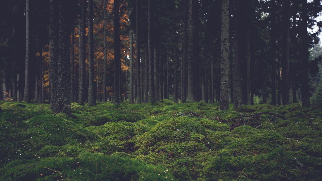 Trees Forest Wallpapers