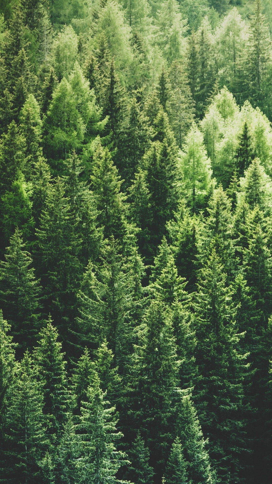 Trees Forest Wallpapers