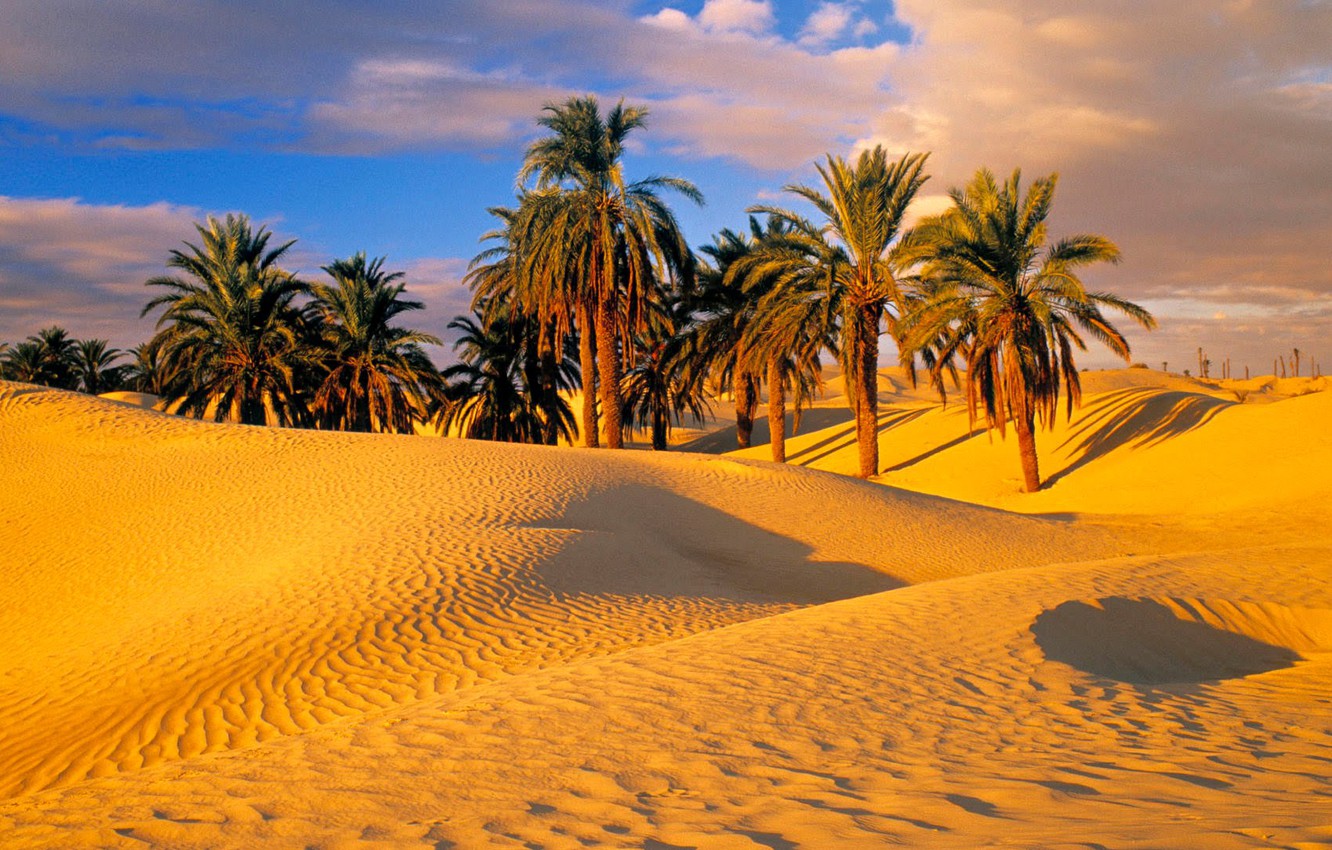 Trees In Desert Dune Photography Wallpapers