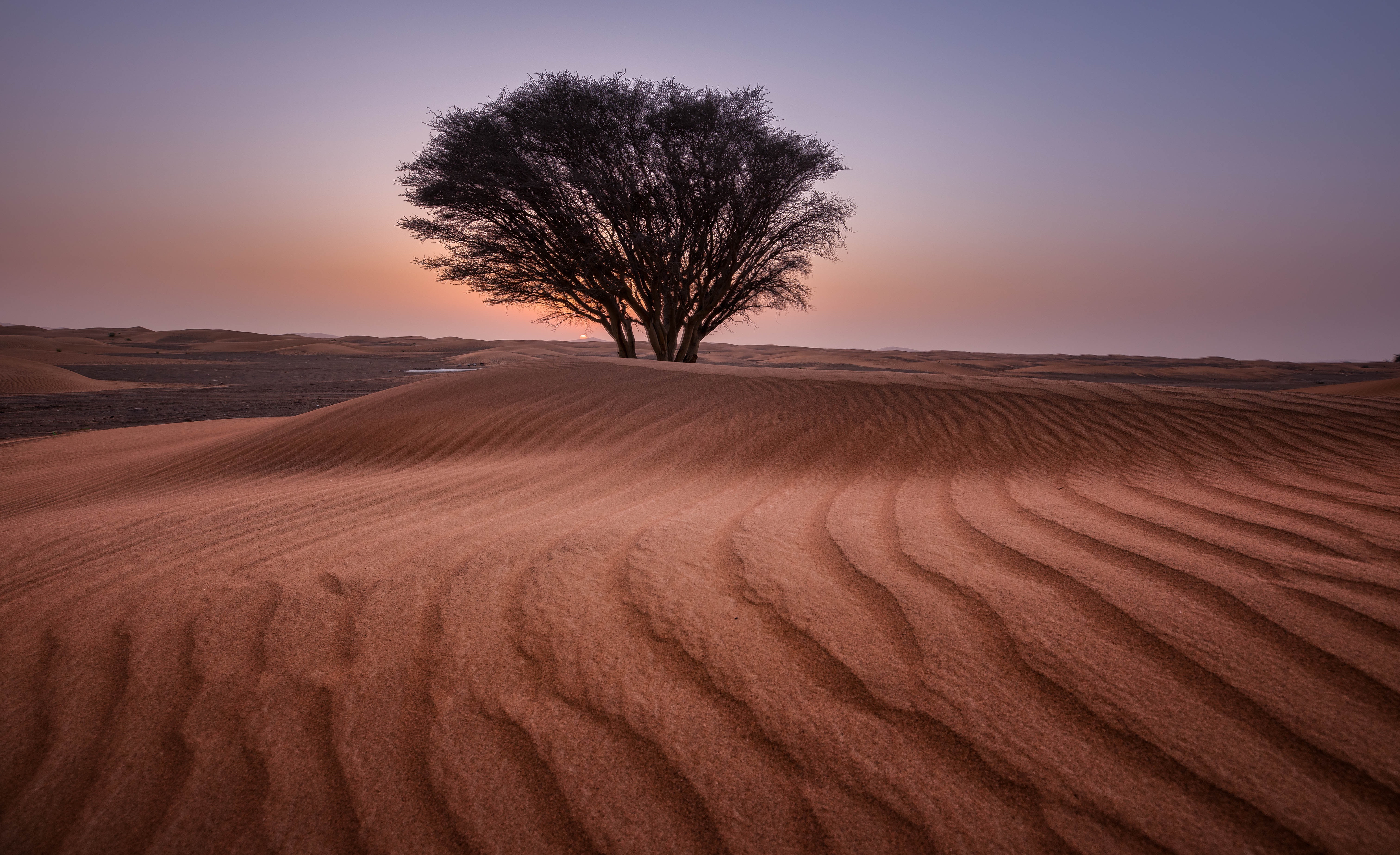 Trees In Desert Dune Photography Wallpapers