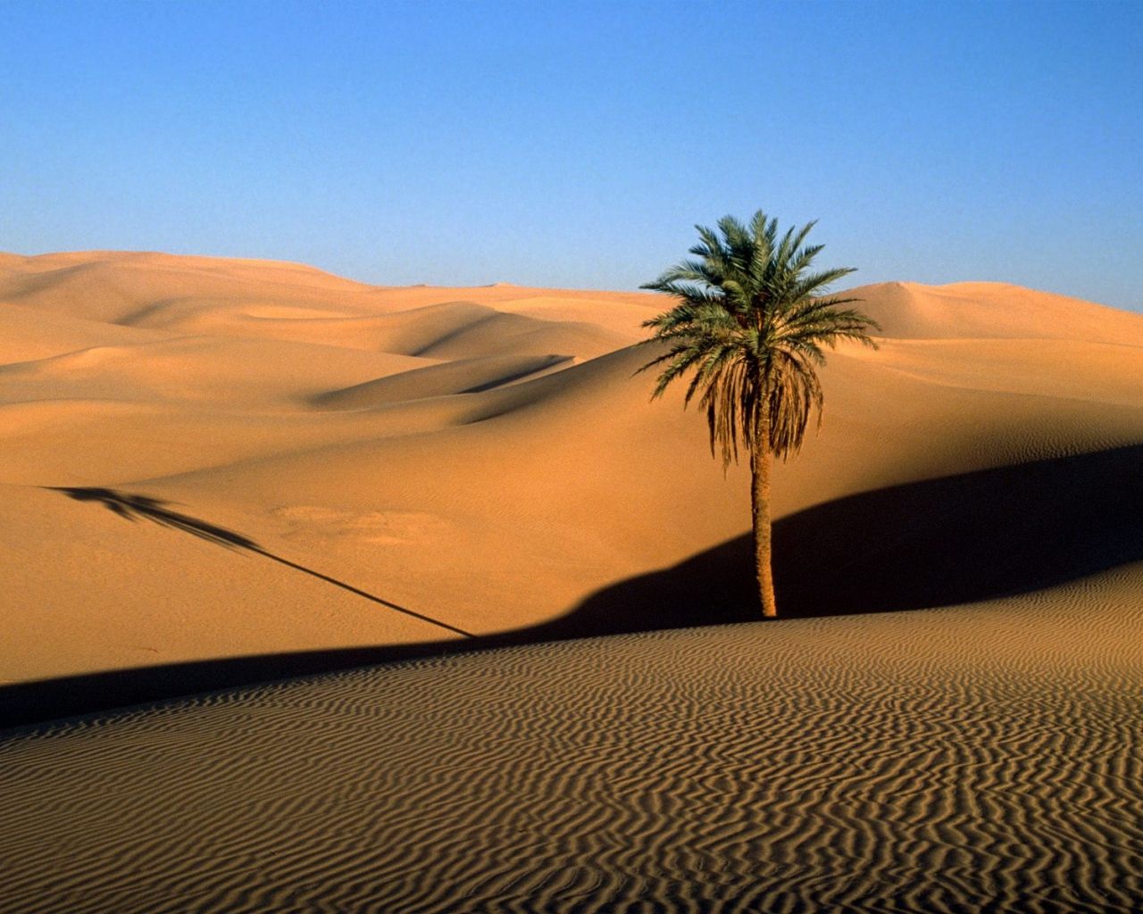 Trees In Desert Dune Photography Wallpapers