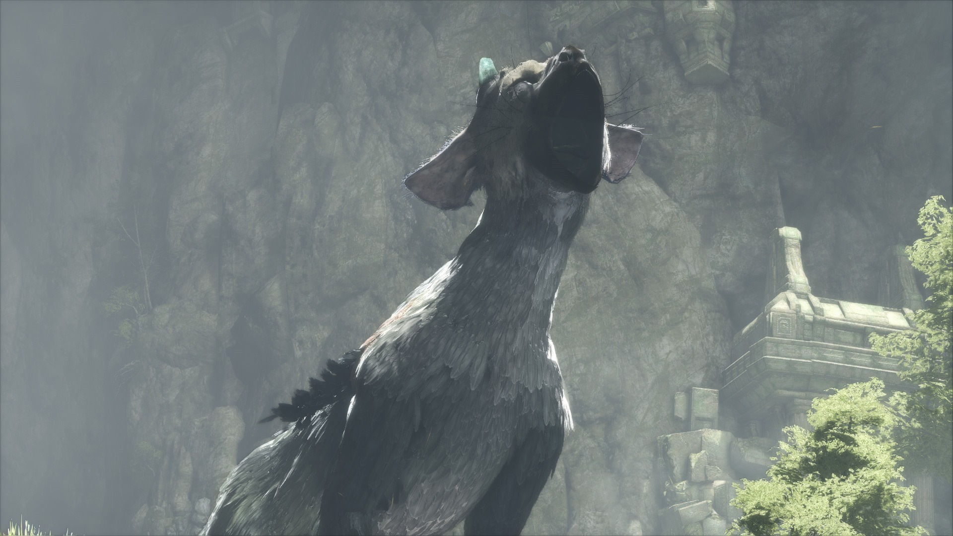 Trico Wallpapers