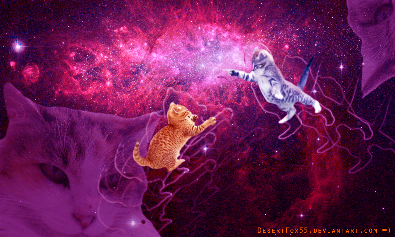 Trippy Cat Wallpapers