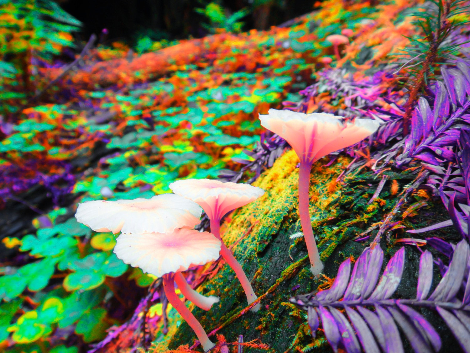 Trippy Flower Wallpapers