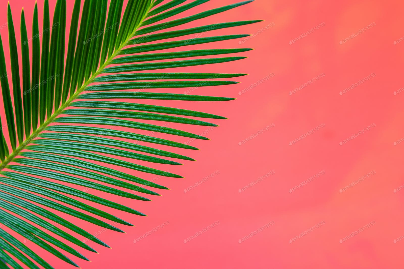 Tropical Background