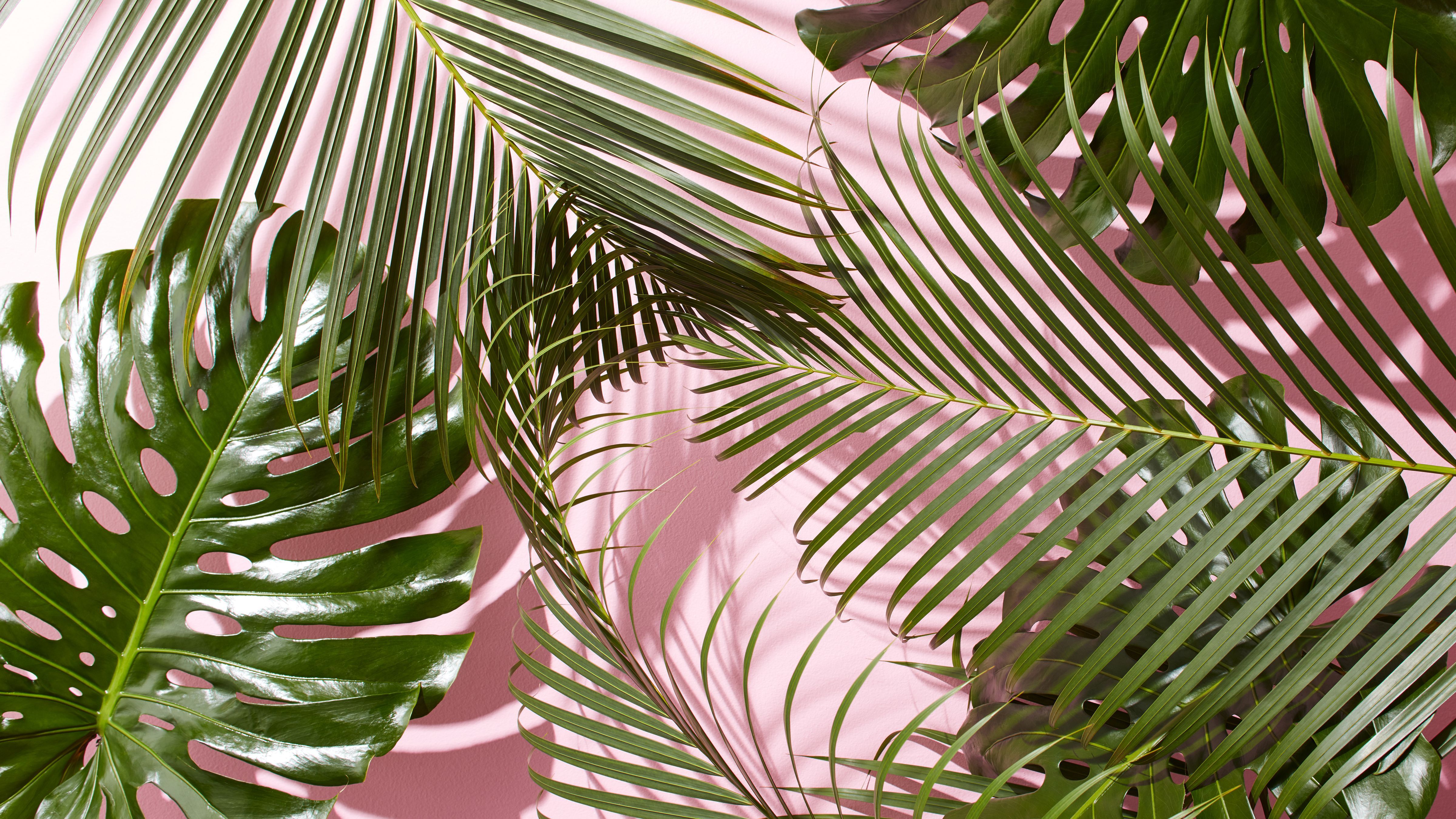 Tropical Background