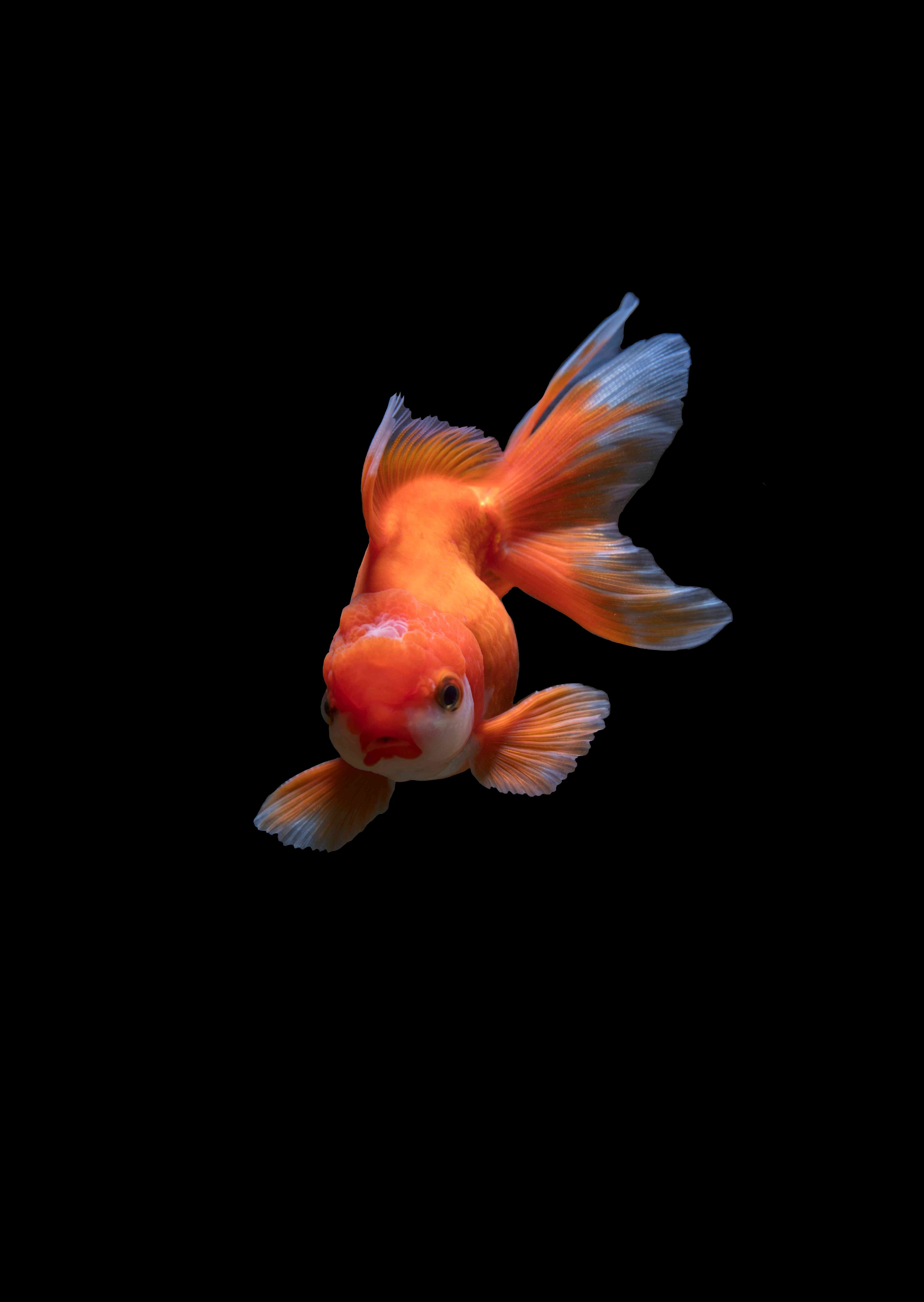 Tropical Fish Wallpapers