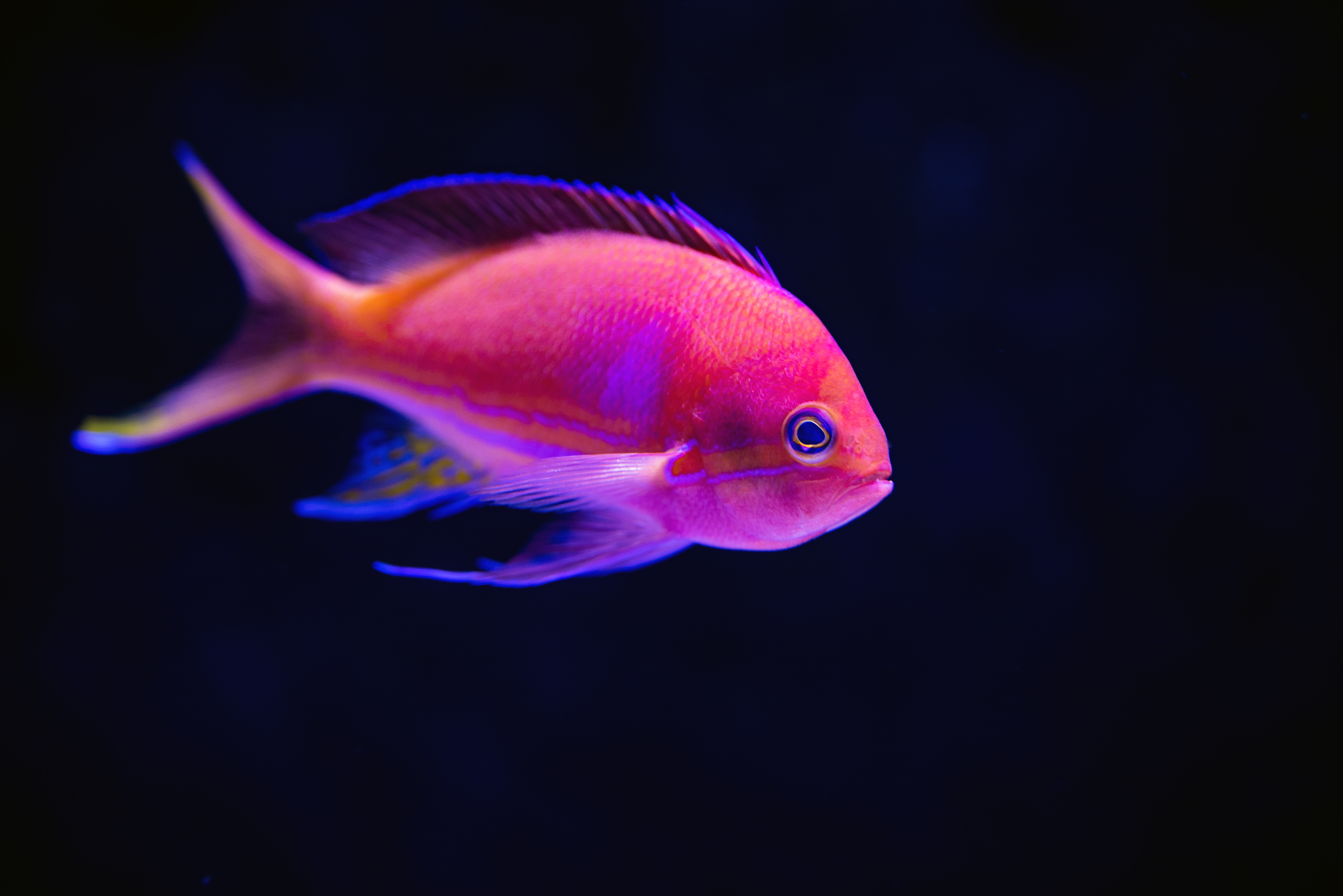 Tropical Fish Wallpapers