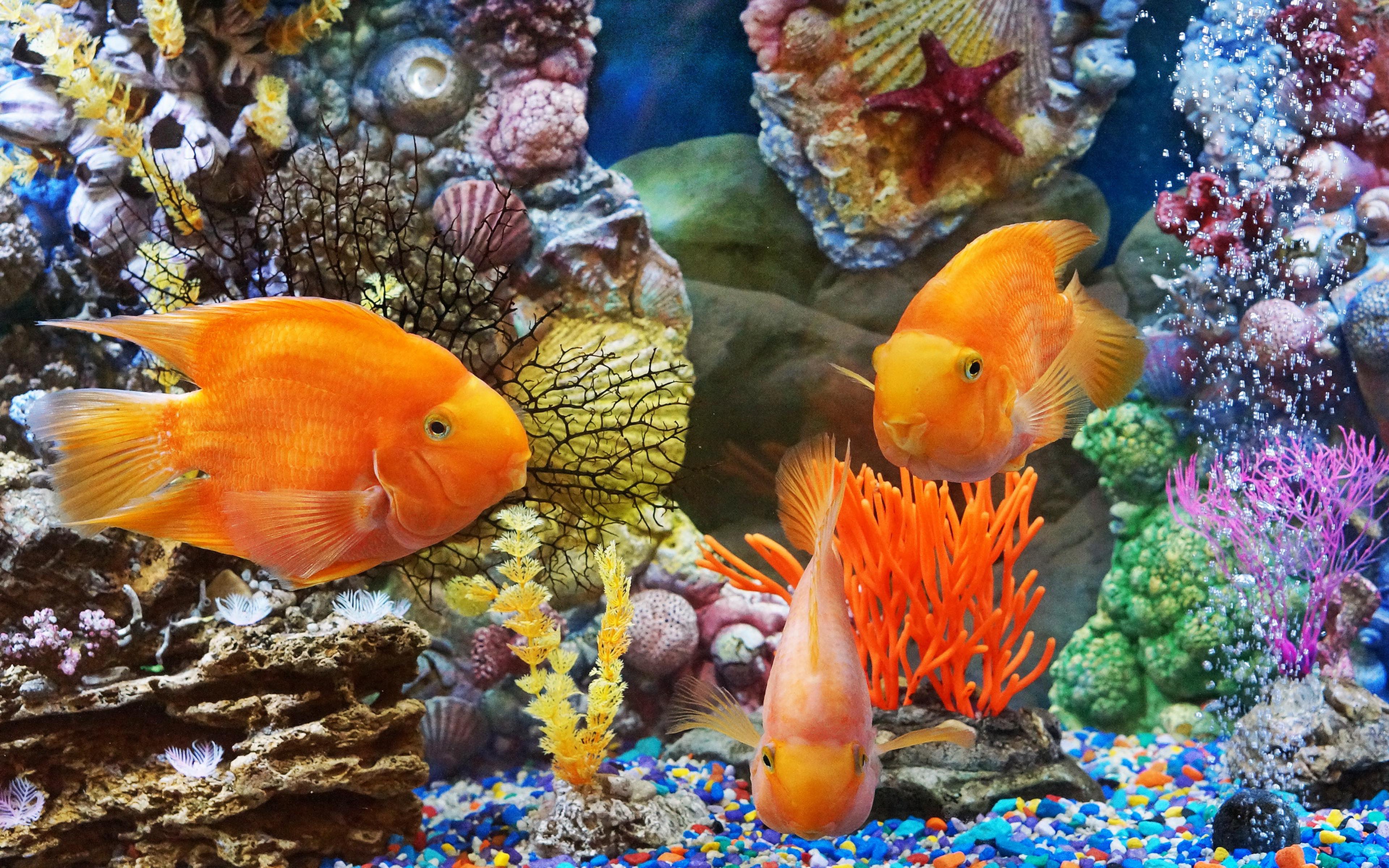 Tropical Fish Wallpapers