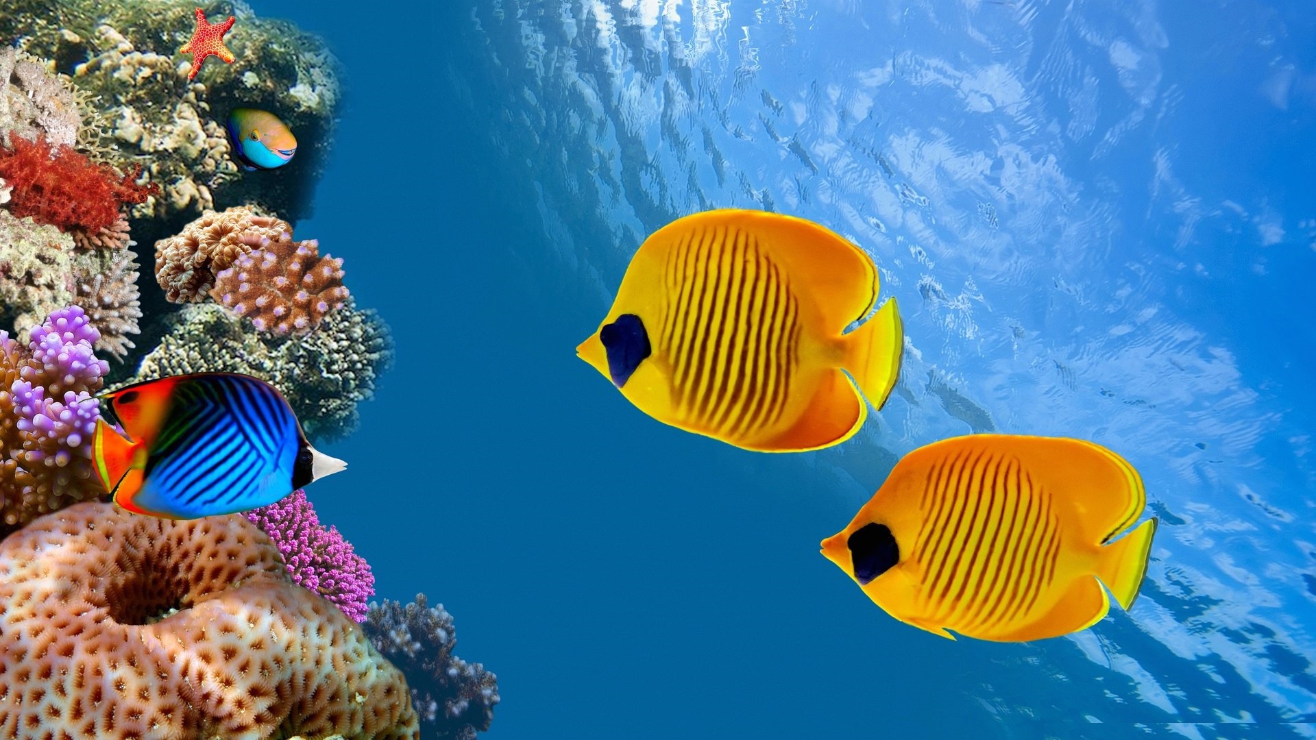 Tropical Fishes Wallpapers