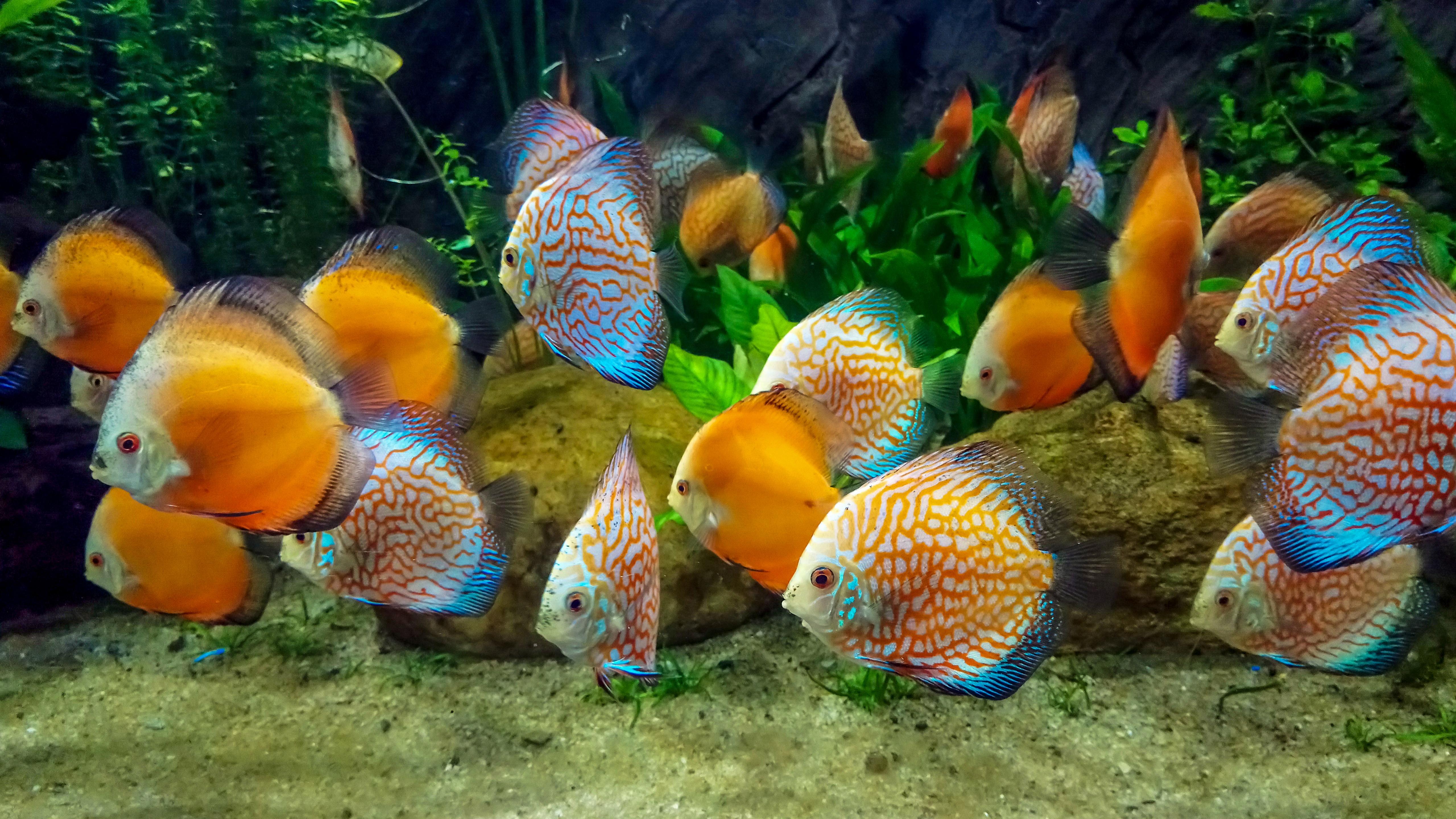 Tropical Fishes Wallpapers