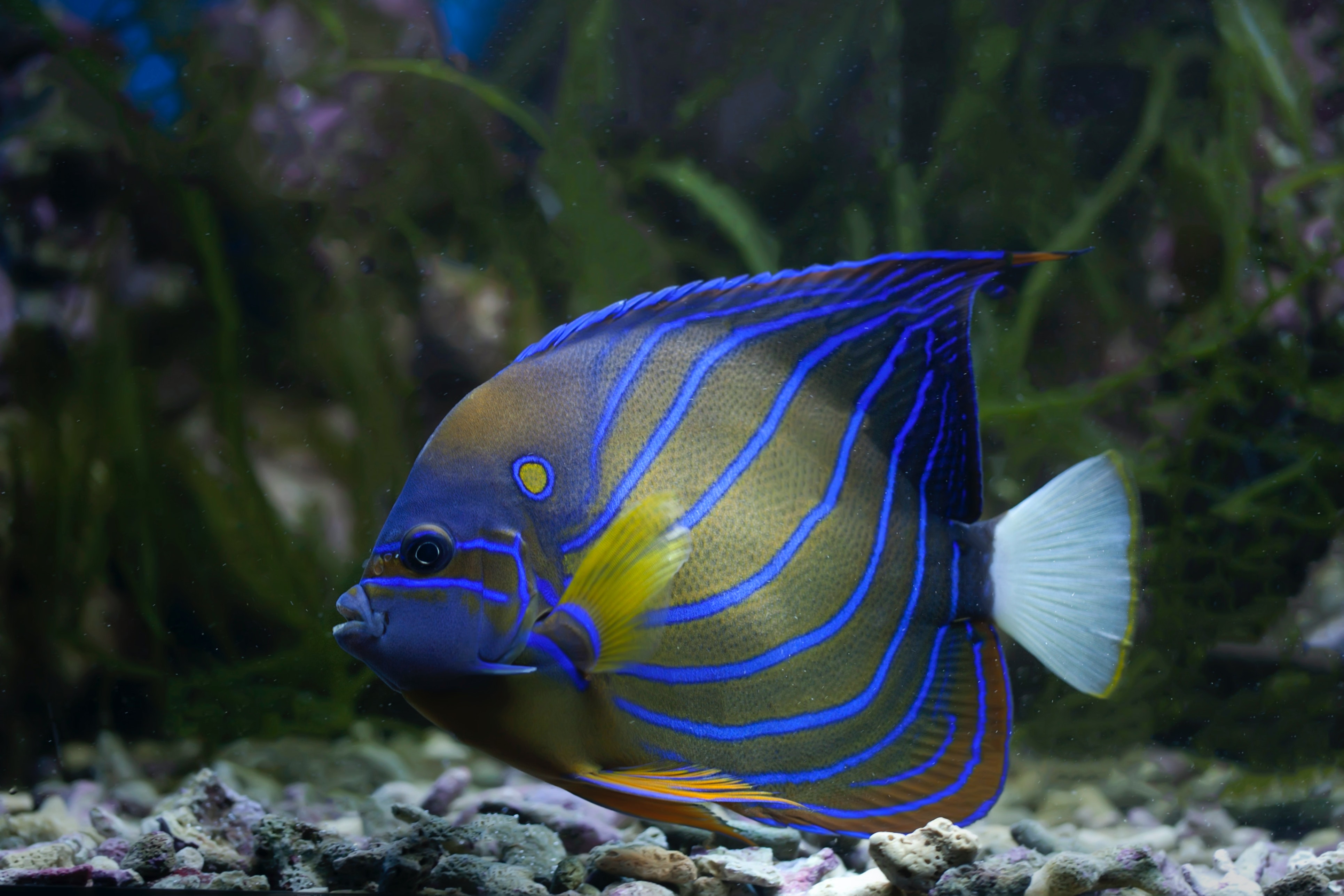 Tropical Fishes Wallpapers