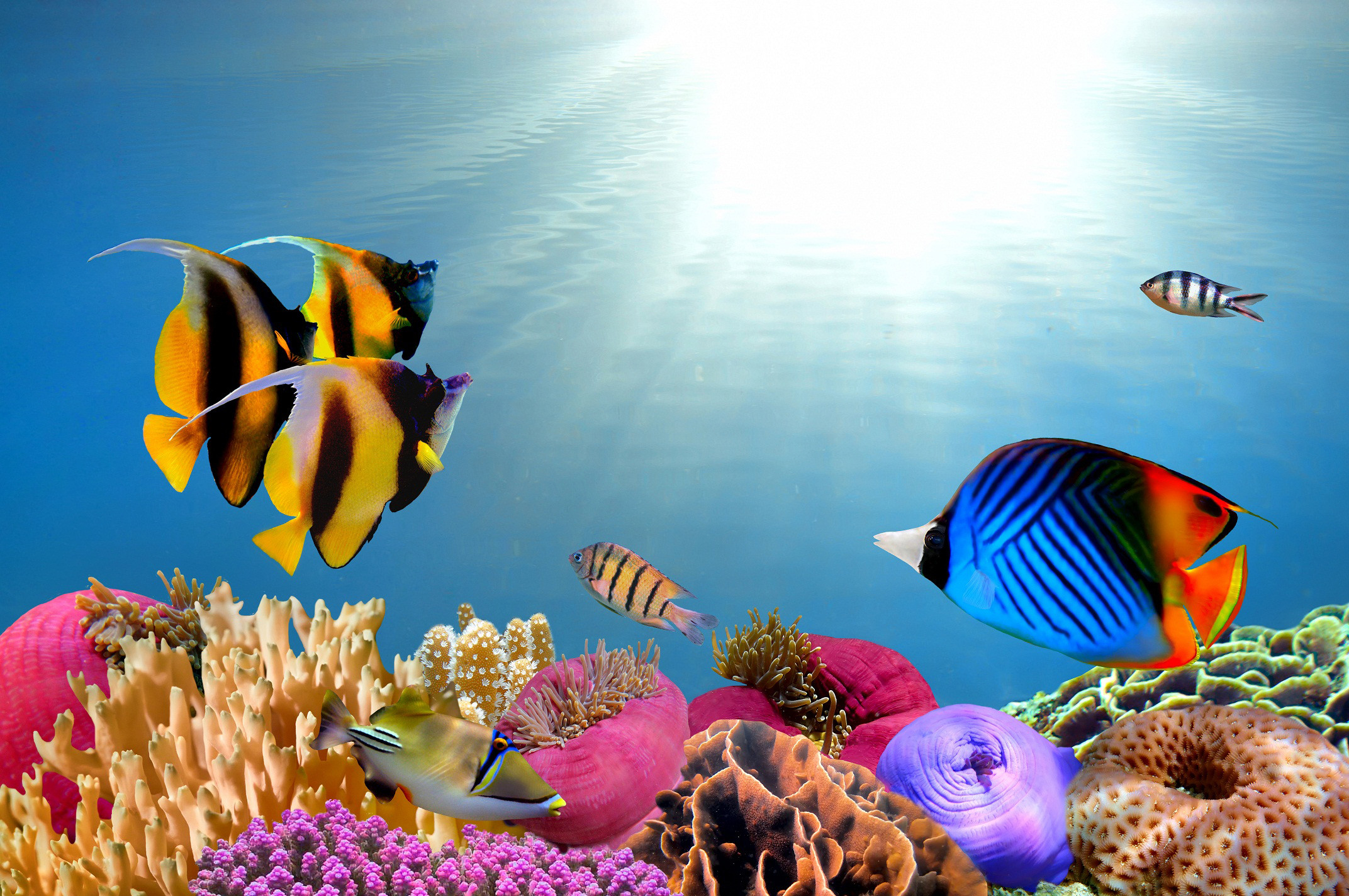 Tropical Fishes Wallpapers