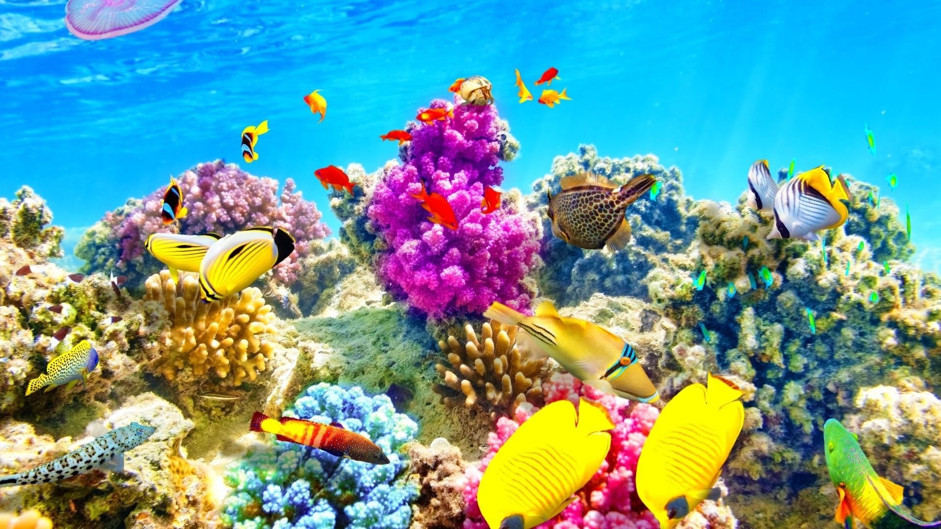 Tropical Fishes Wallpapers