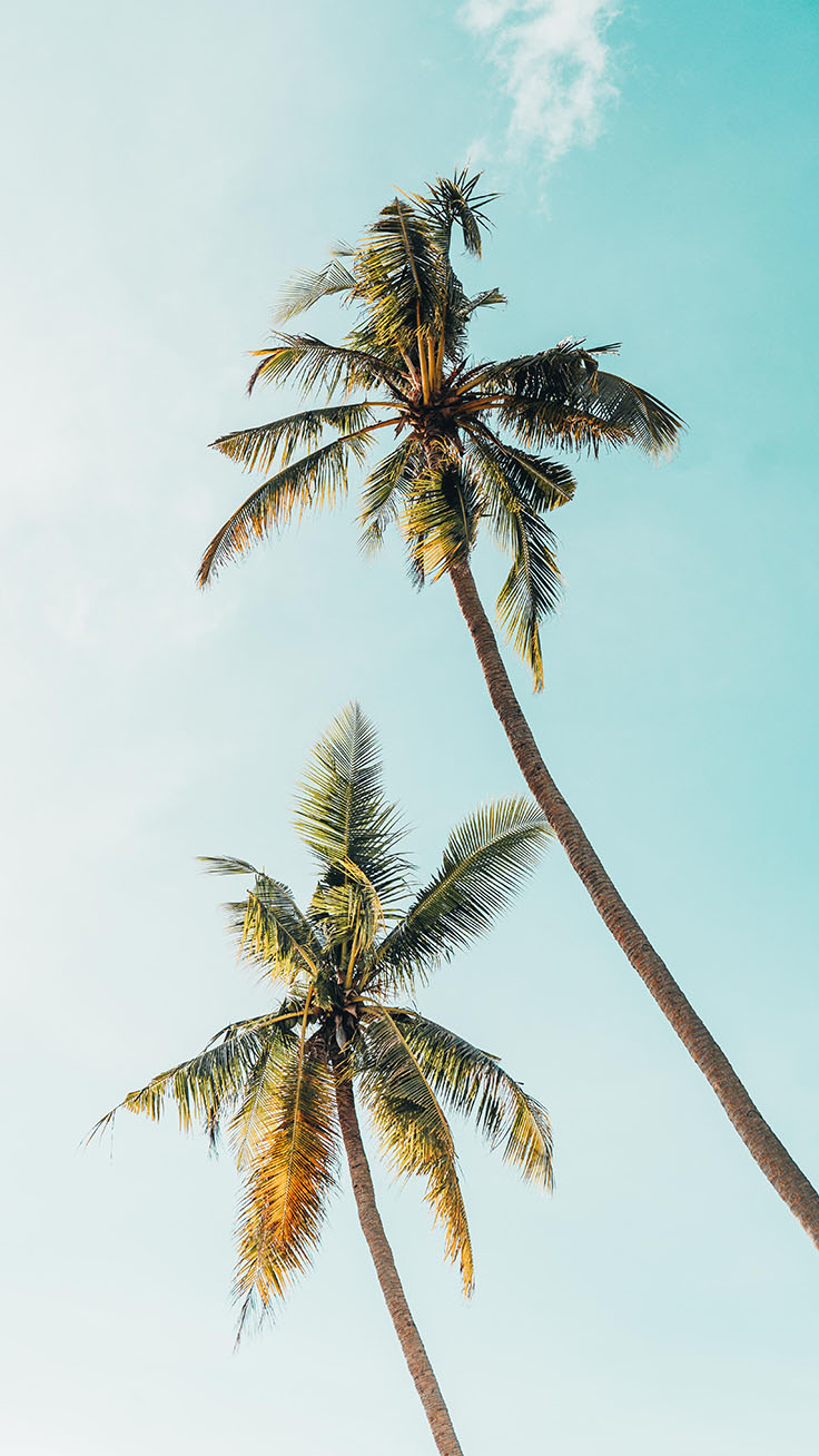 Tropical Iphone Wallpapers