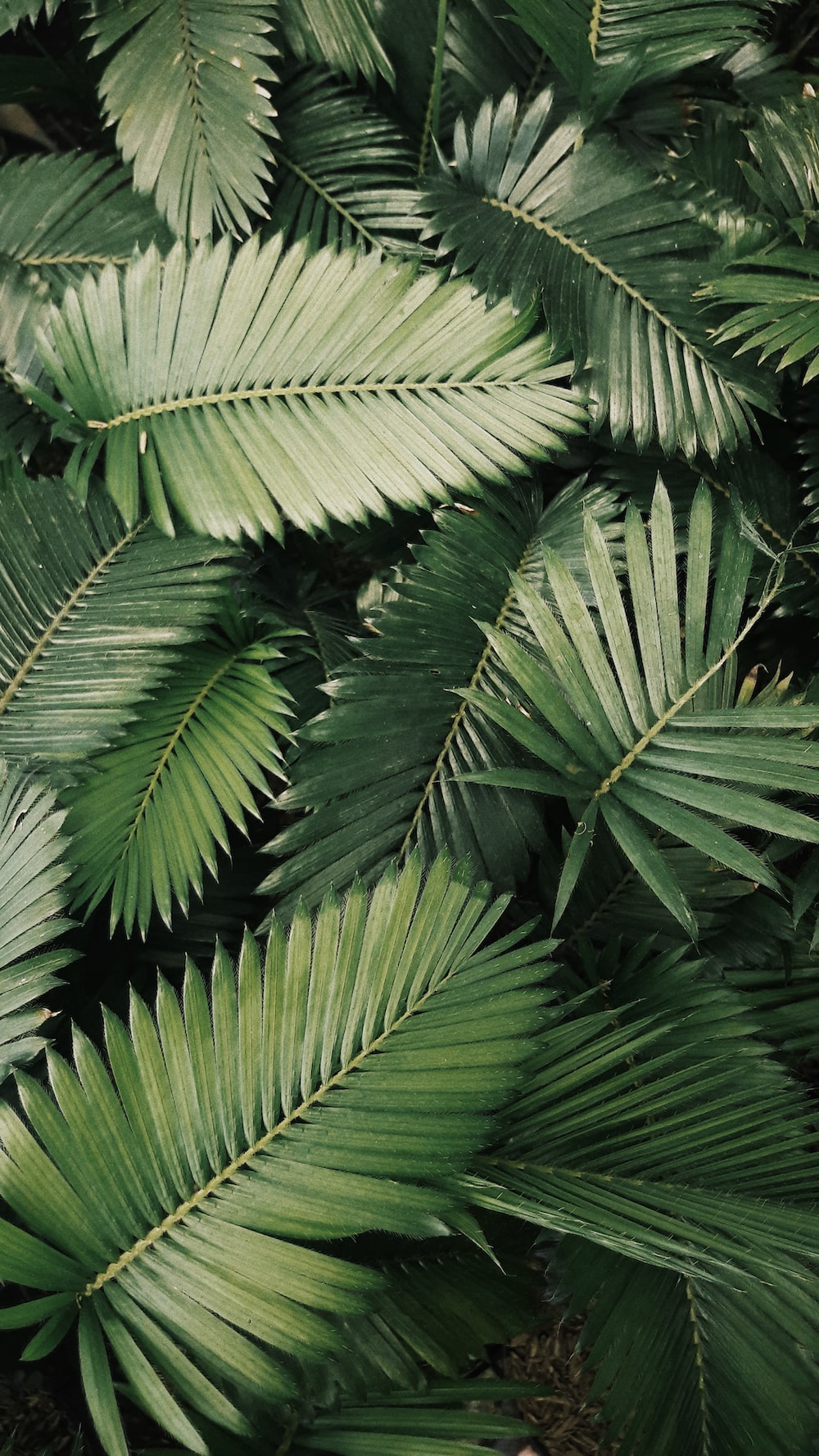 Tropical Leaf Wallpapers