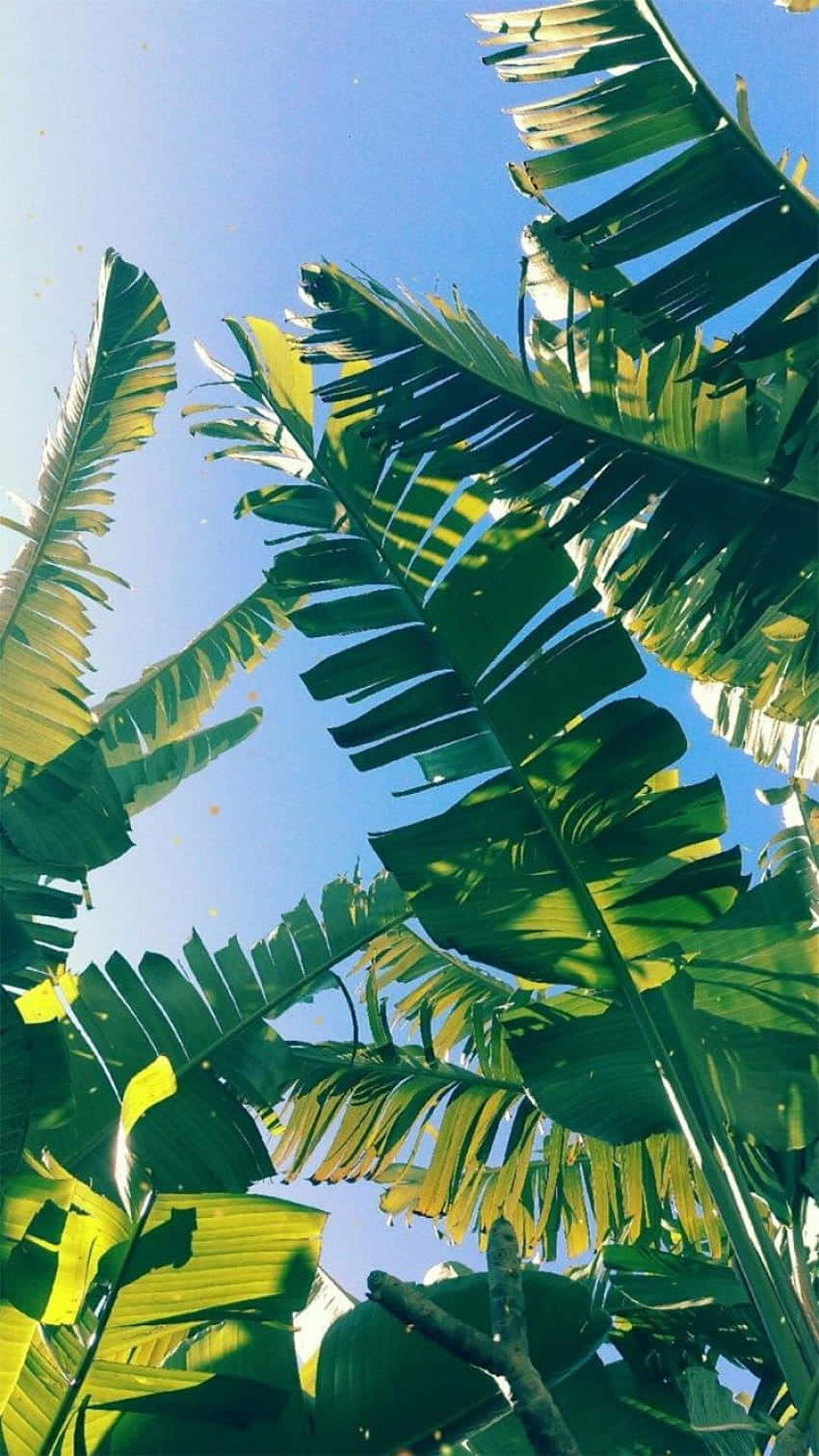 Tropical Leaf Wallpapers