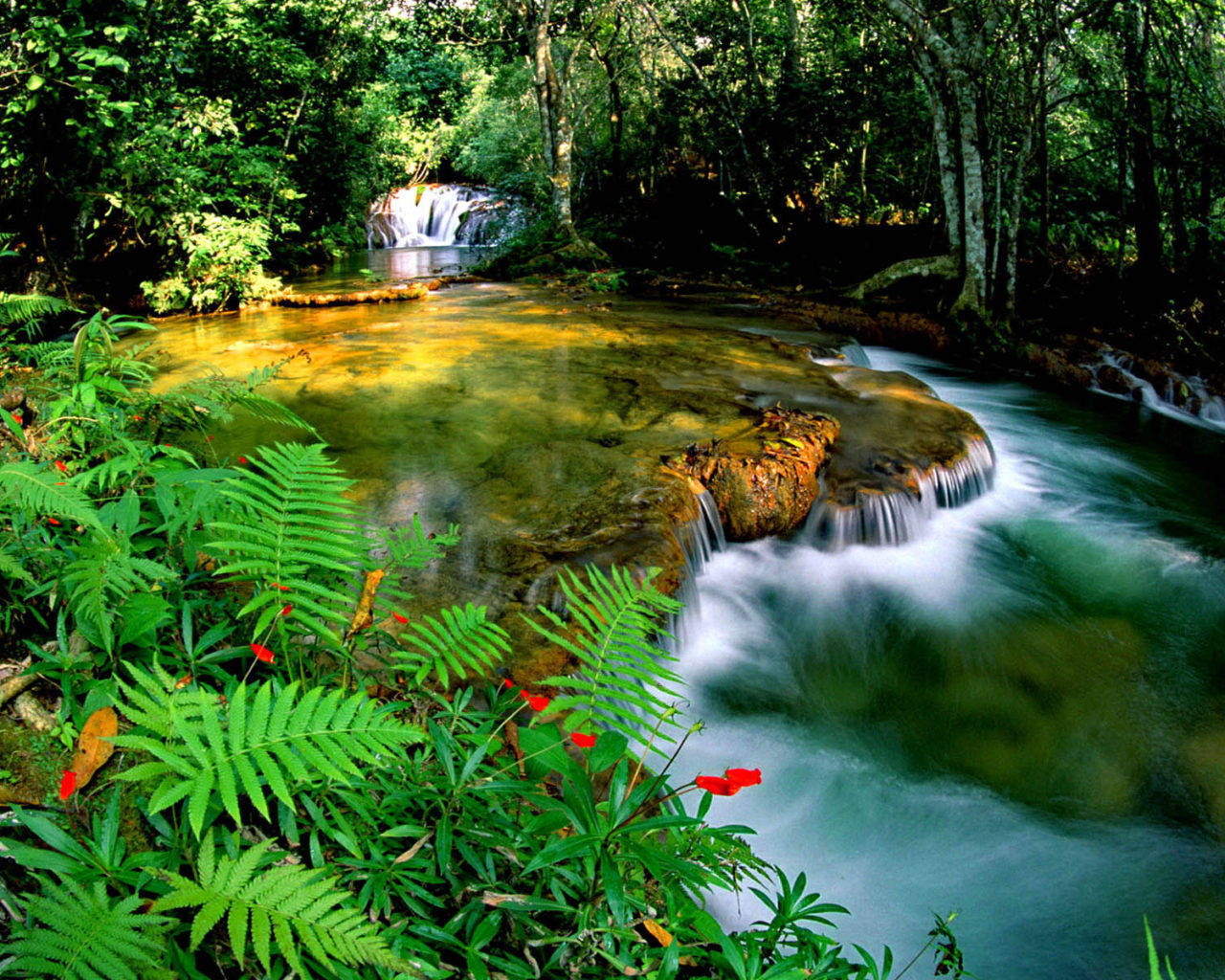 Tropical Rainforest Hd Wallpapers