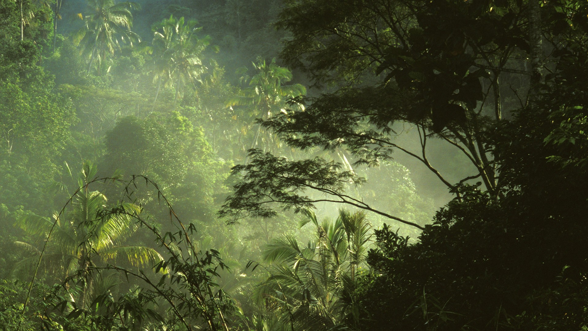 Tropical Rainforest Hd Wallpapers