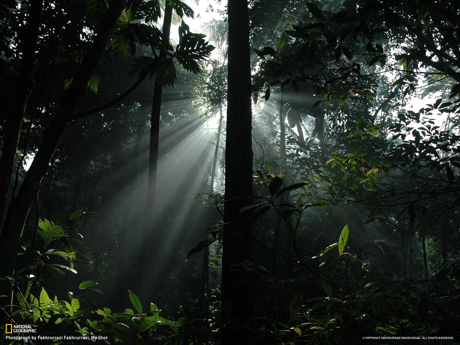 Tropical Rainforest Hd Wallpapers