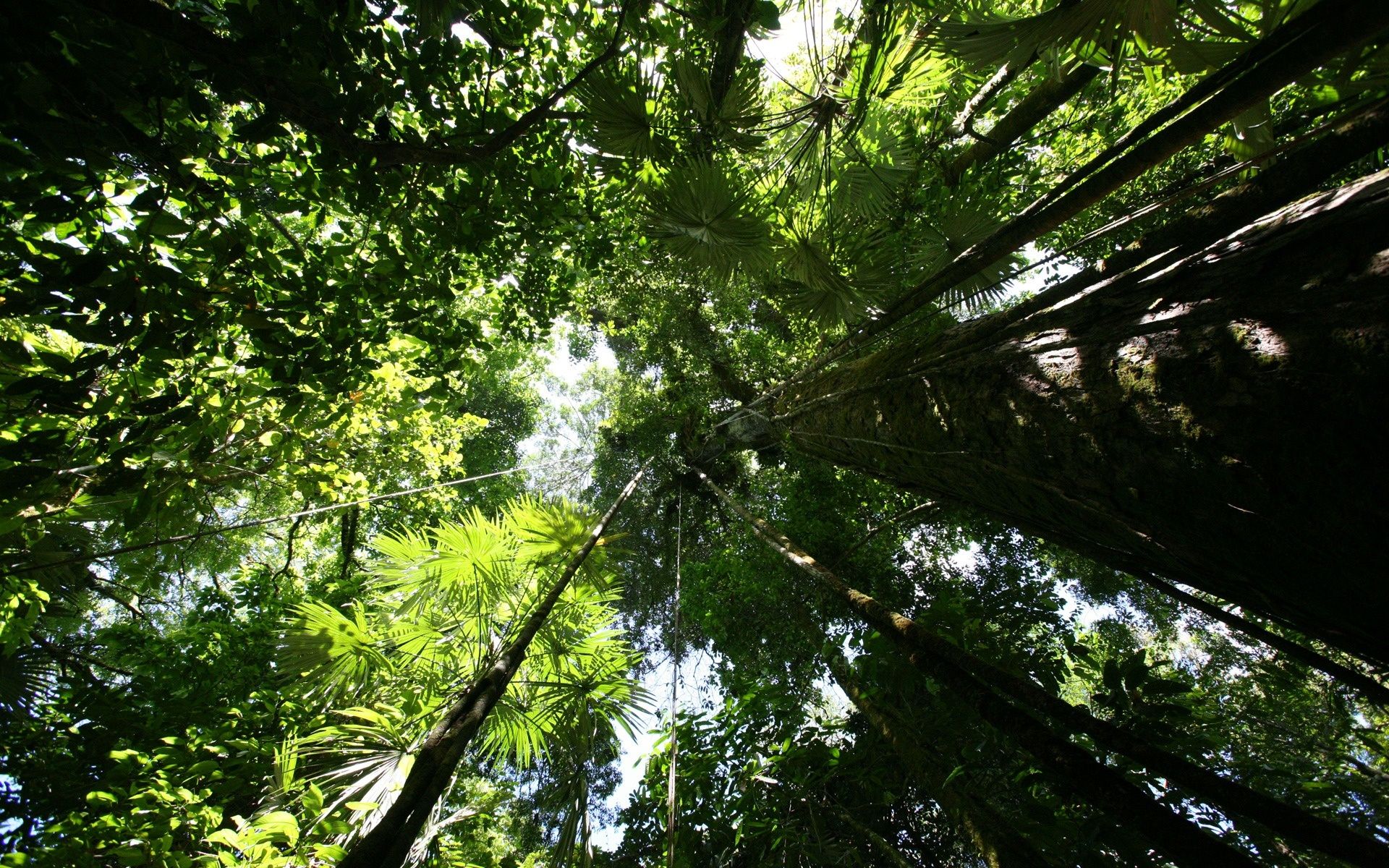 Tropical Rainforest Hd Wallpapers