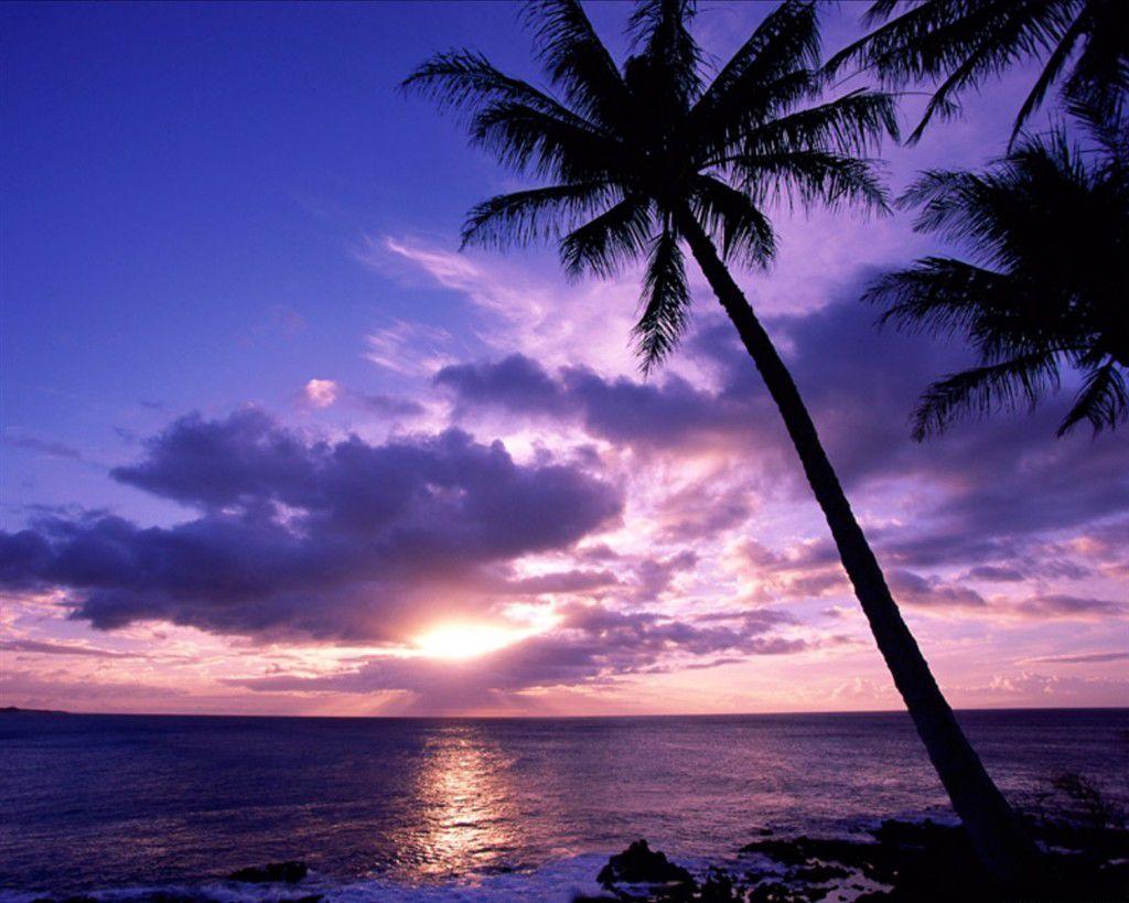 Tropical Sunset Wallpapers