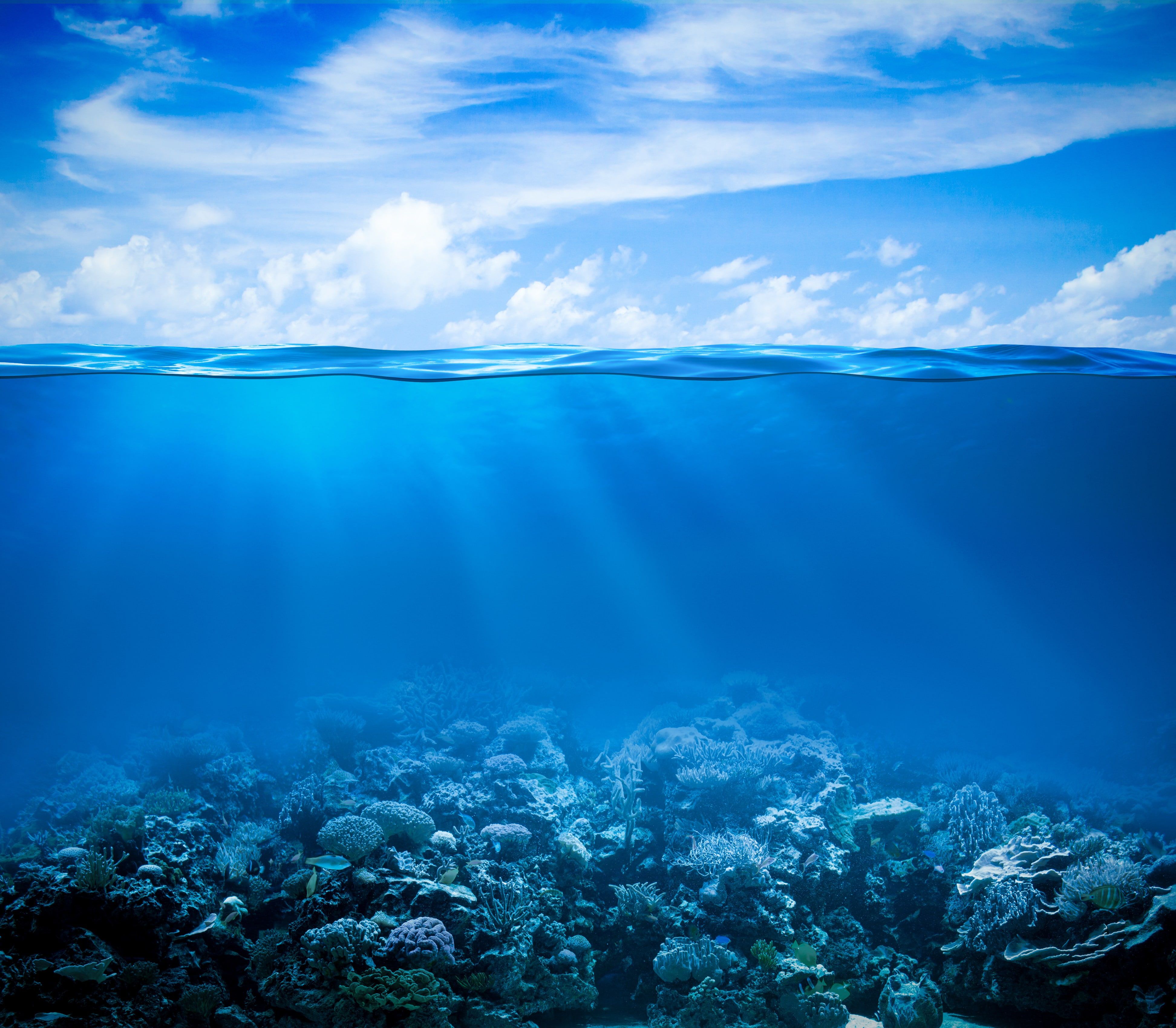 Tropical Underwater Wallpapers