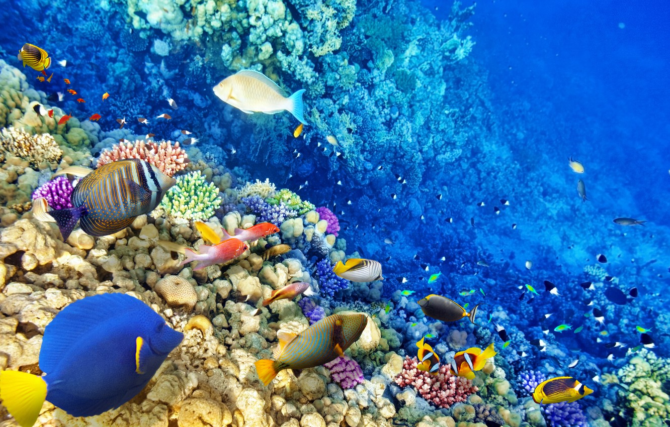 Tropical Underwater Wallpapers