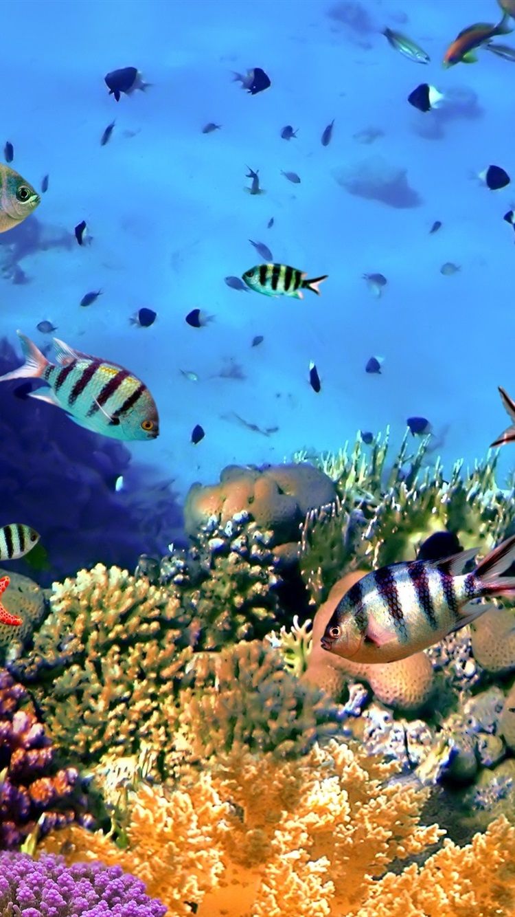 Tropical Underwater Wallpapers